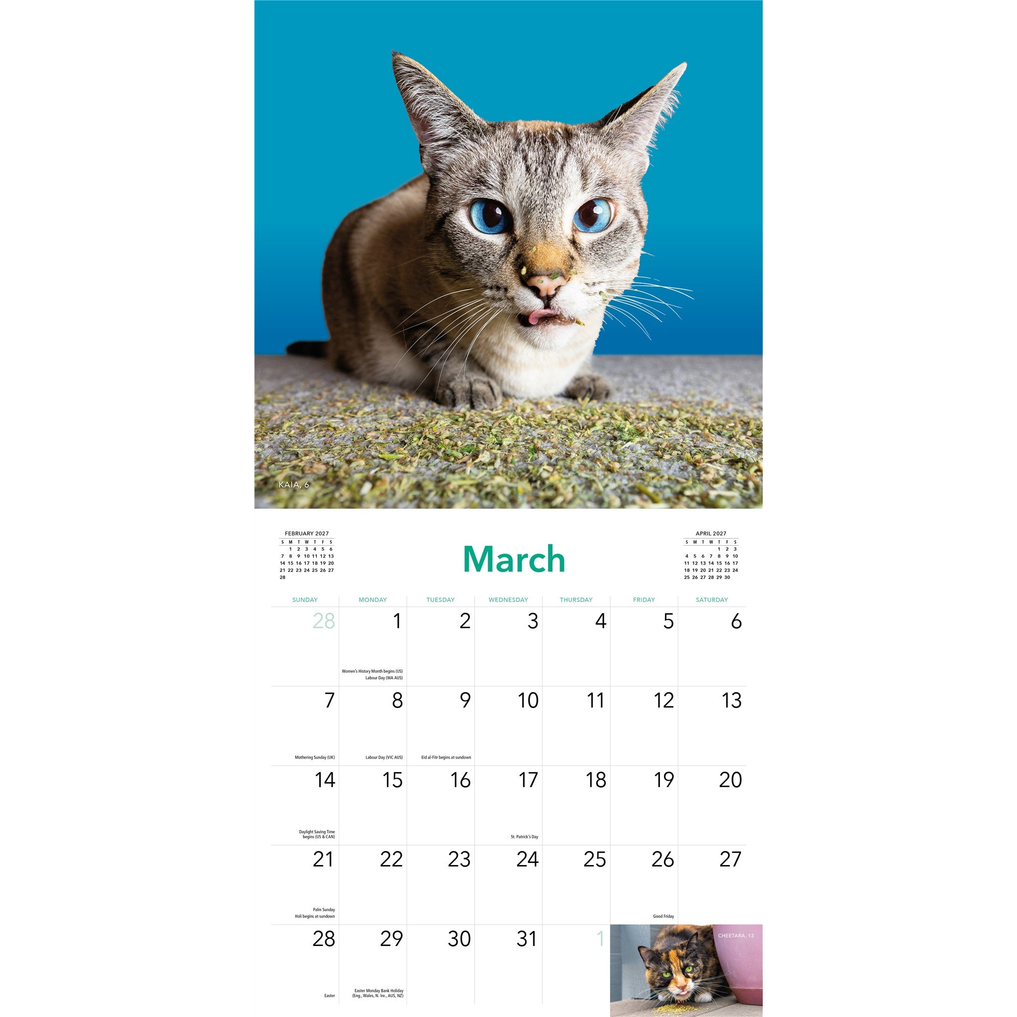 Cats on Catnip 2027 Wall Calendar