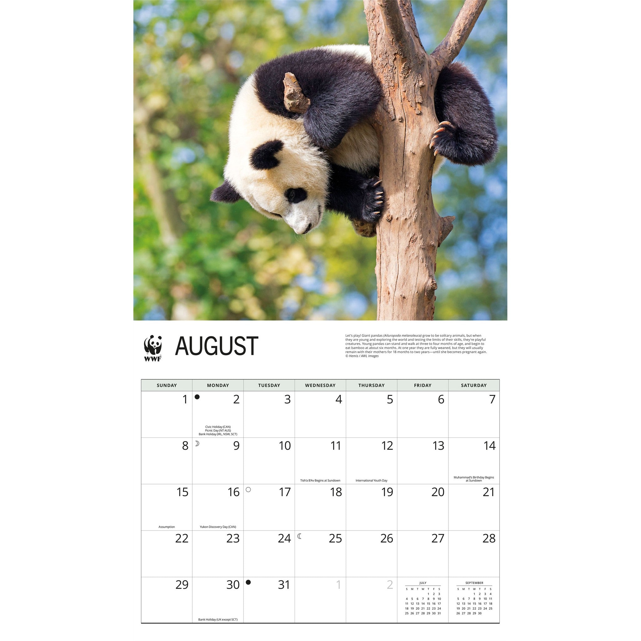 Calendrier mural WWF Pandas géants 2027