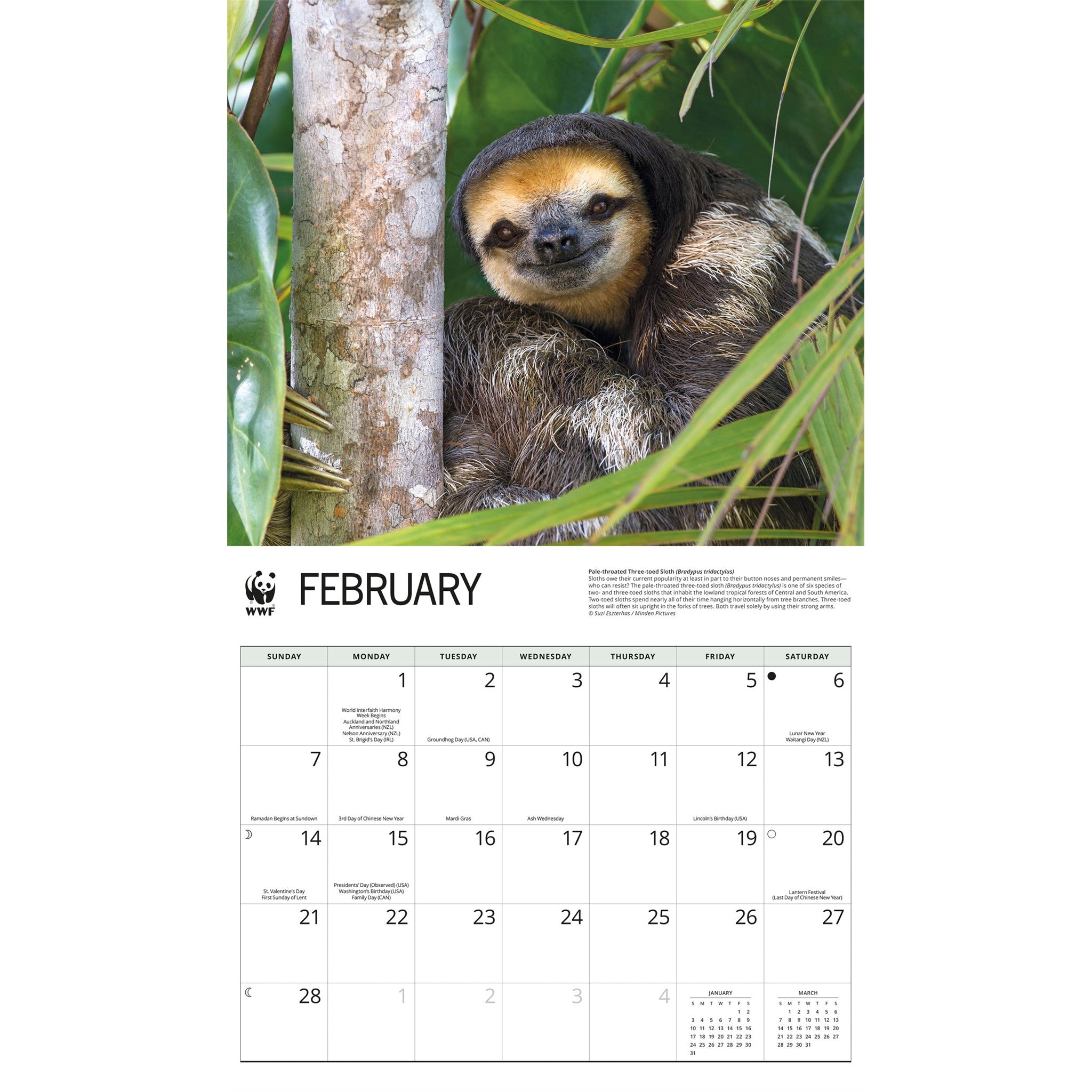 Calendrier Mural Paresseux 2027 du Fonds Mondial pour la Nature