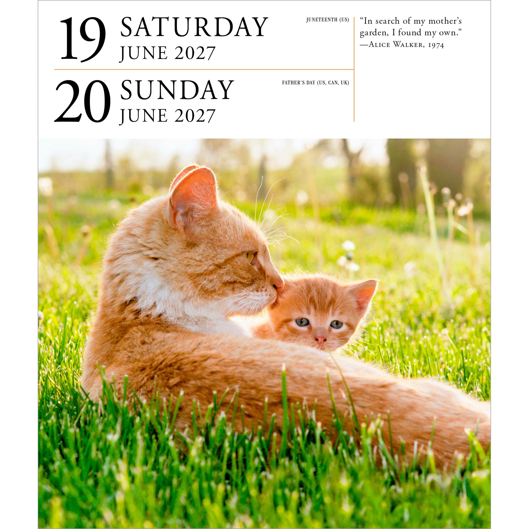 Cat Gallery 2027 Box Calendar