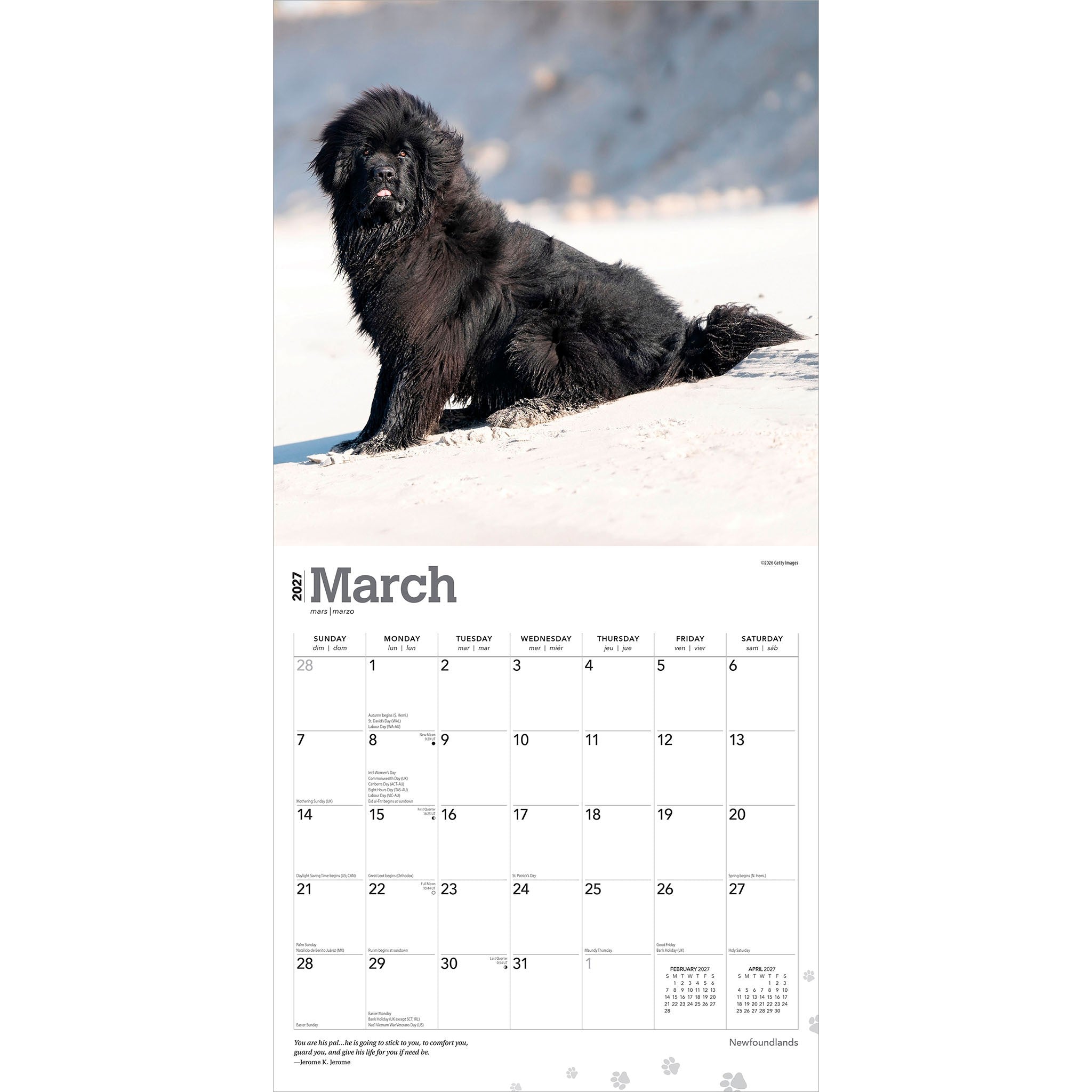 Newfoundlands 2027 Wall Calendar