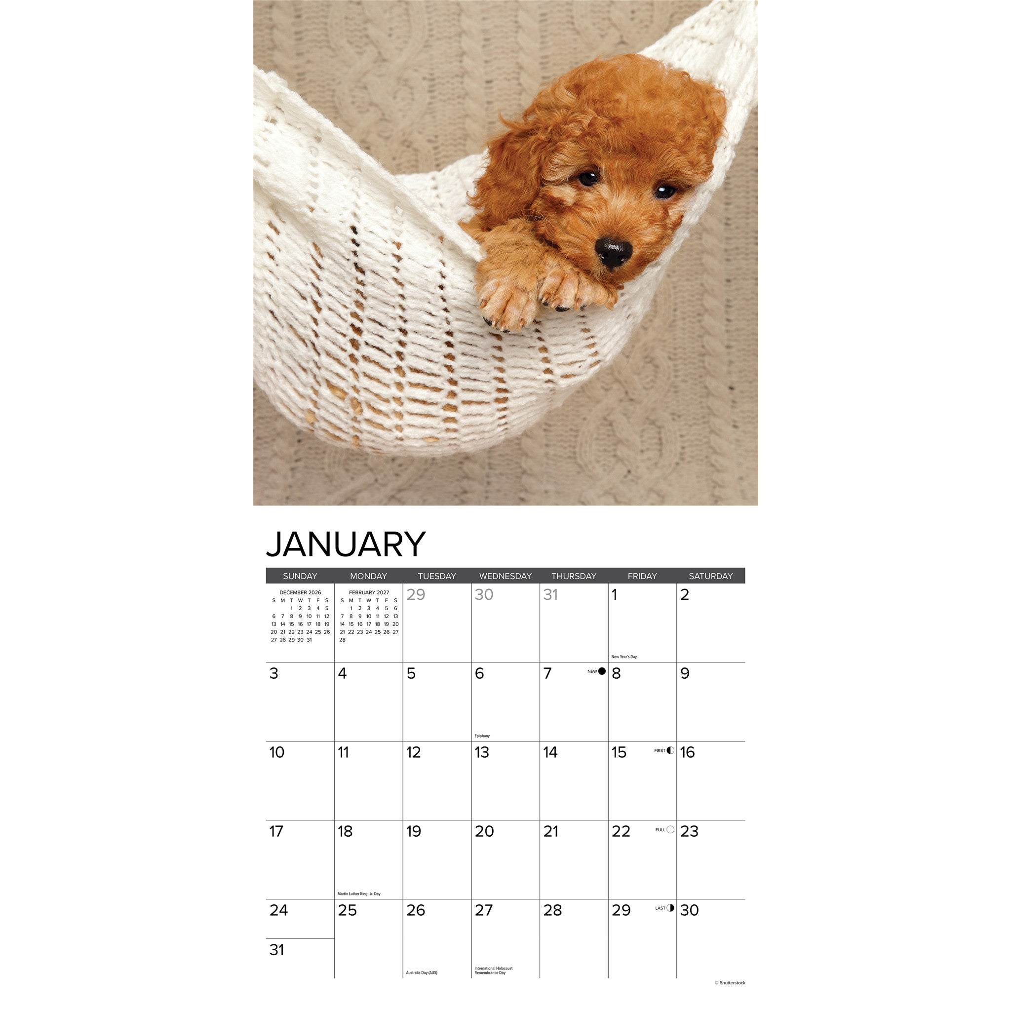 Poodle Puppies 2027 Wall Calendar - Online Only