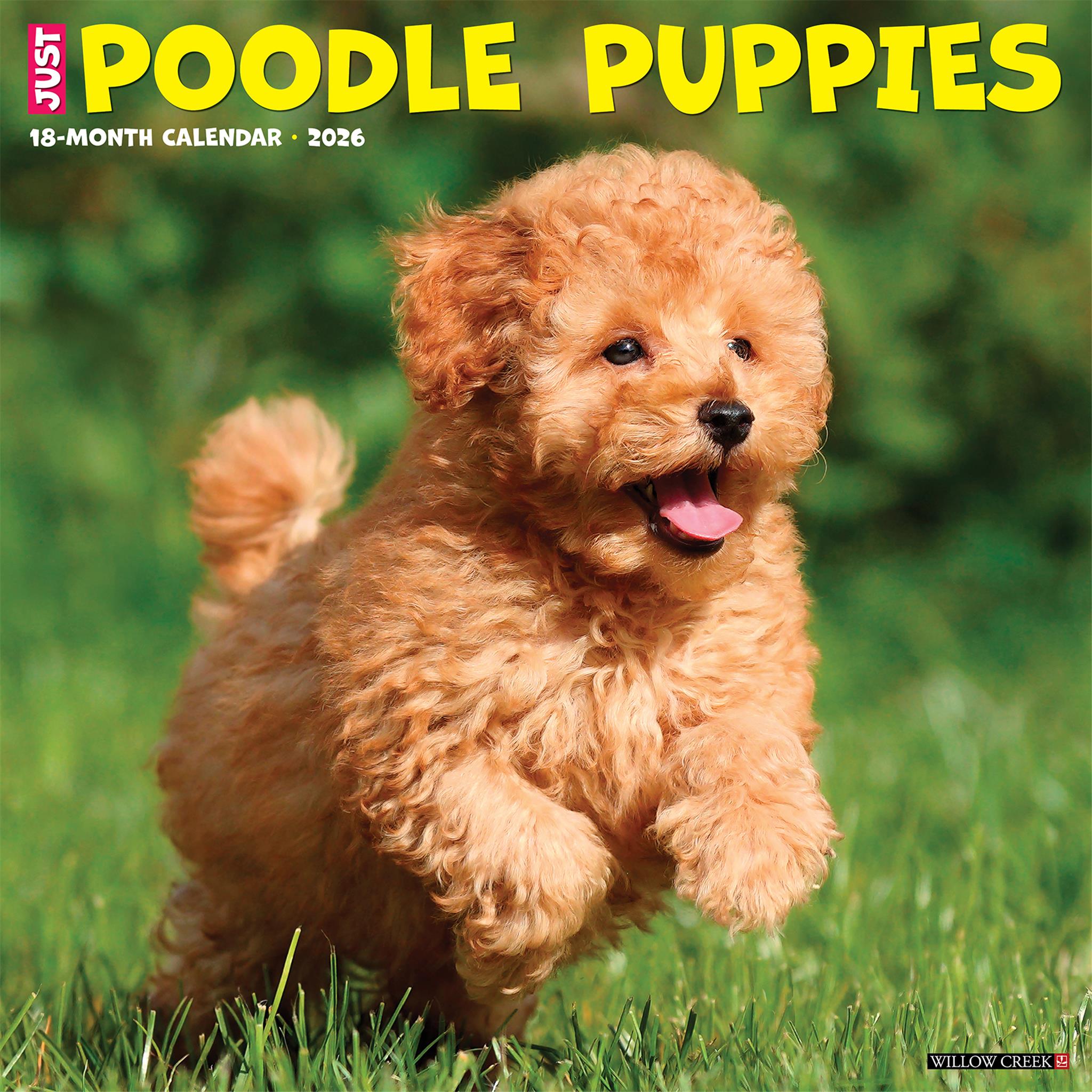 Calendrier mural 2026 « Just Poodle Puppies » - Disponible uniquement en ligne