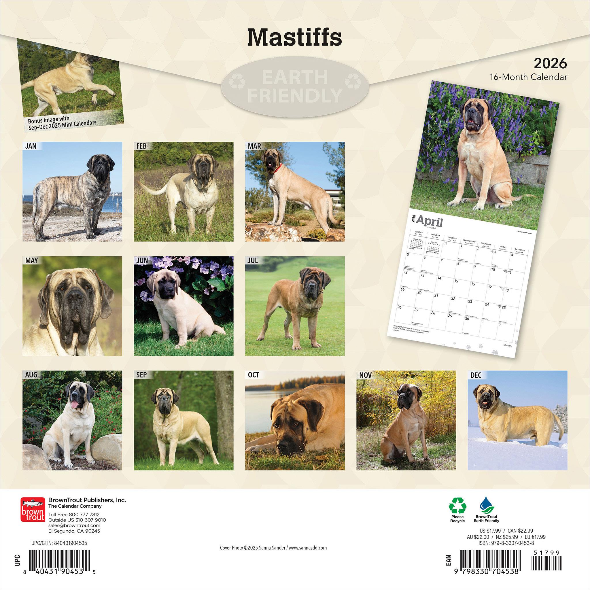 Calendrier mural Mastiffs 2026