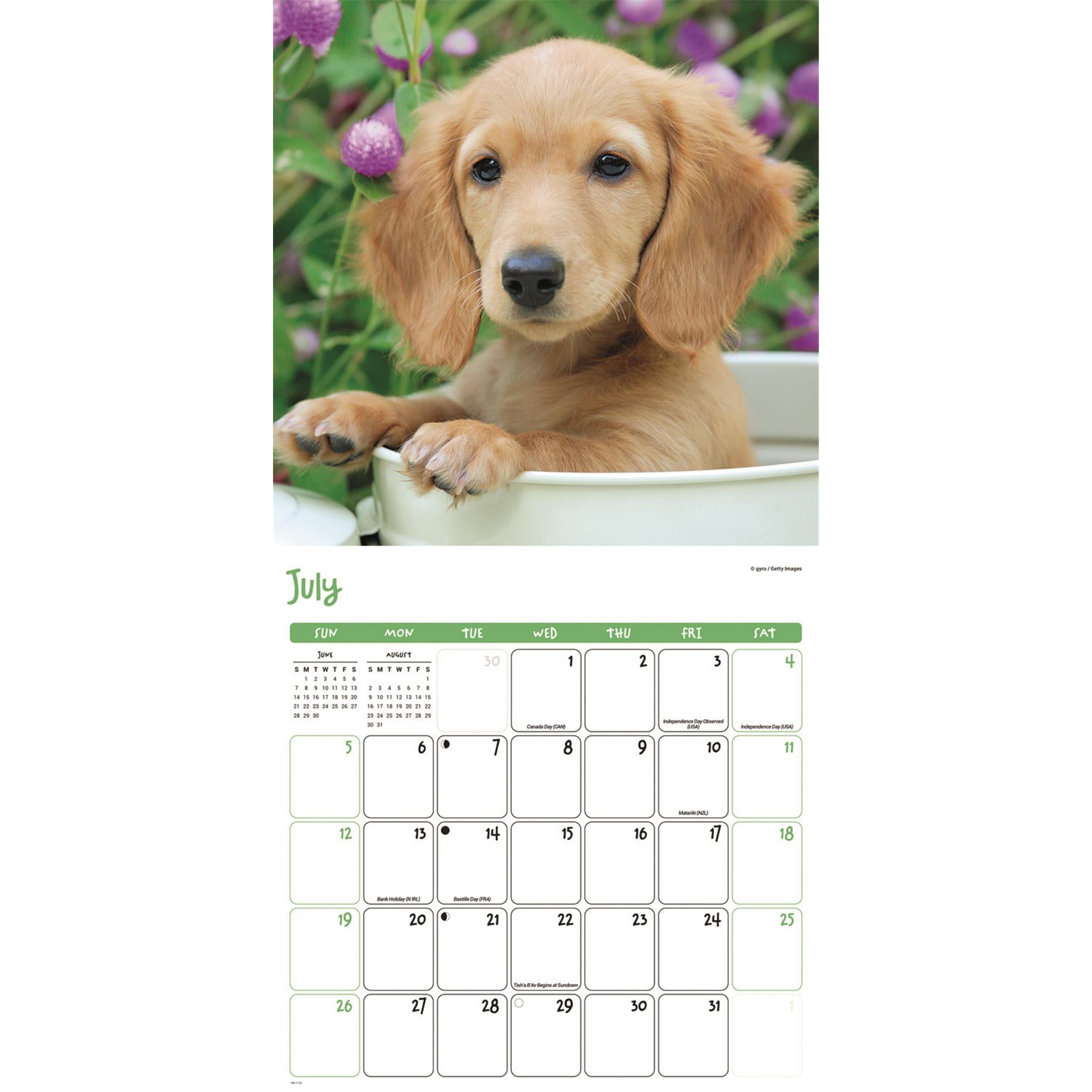 Calendrier mural Chiots 2026