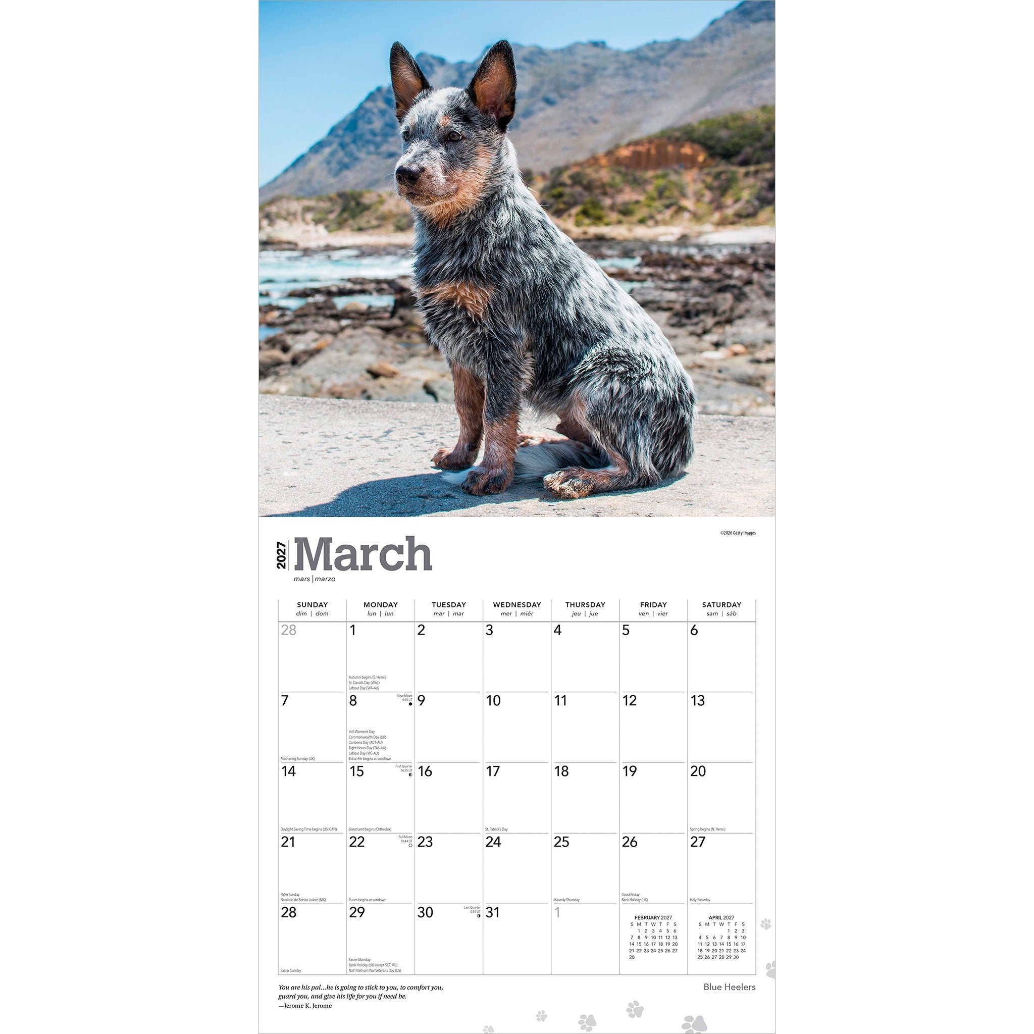 Blue Heelers 2027 Wall Calendar