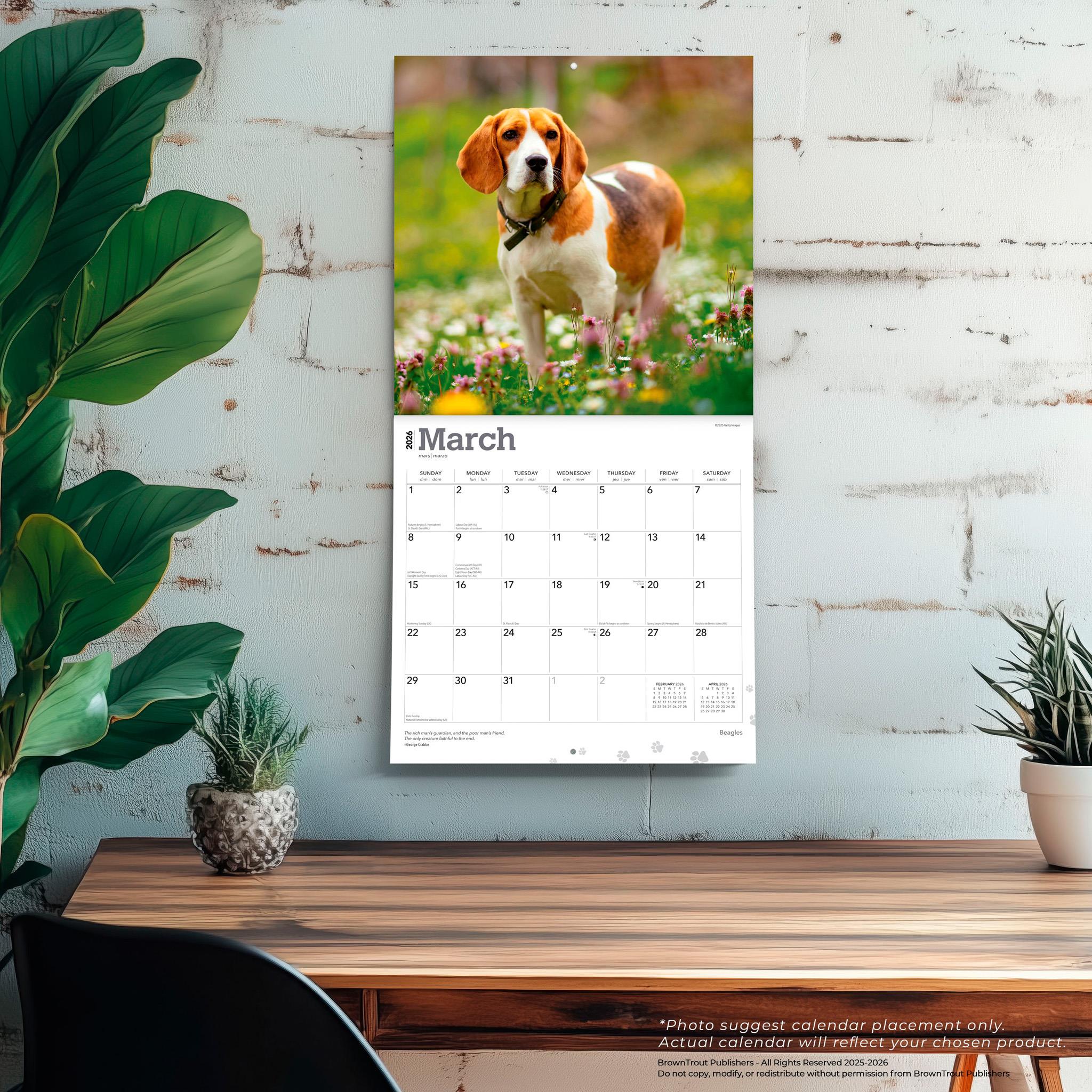 Calendrier mural Beagles 2026