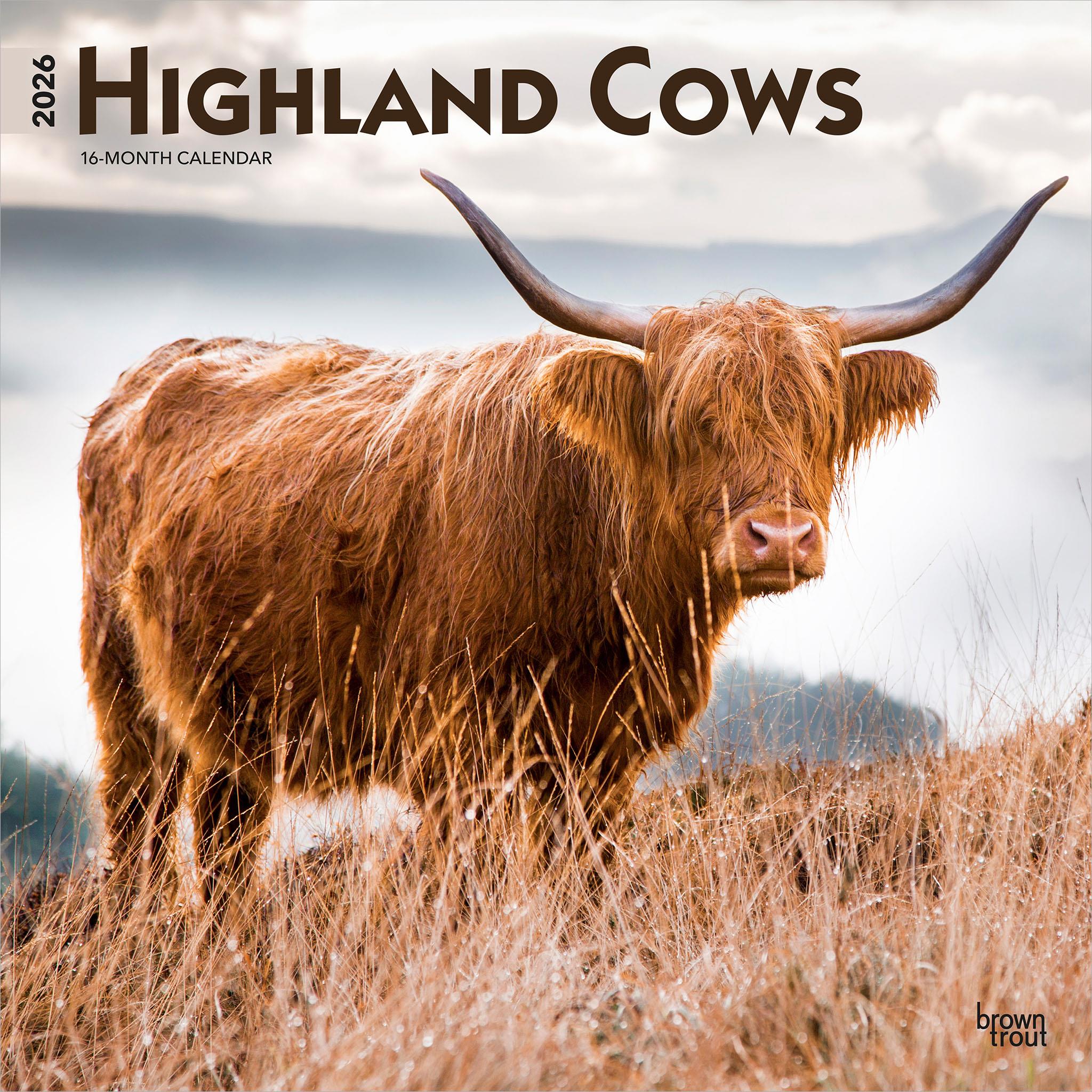 Calendrier mural des vaches des Highlands 2026