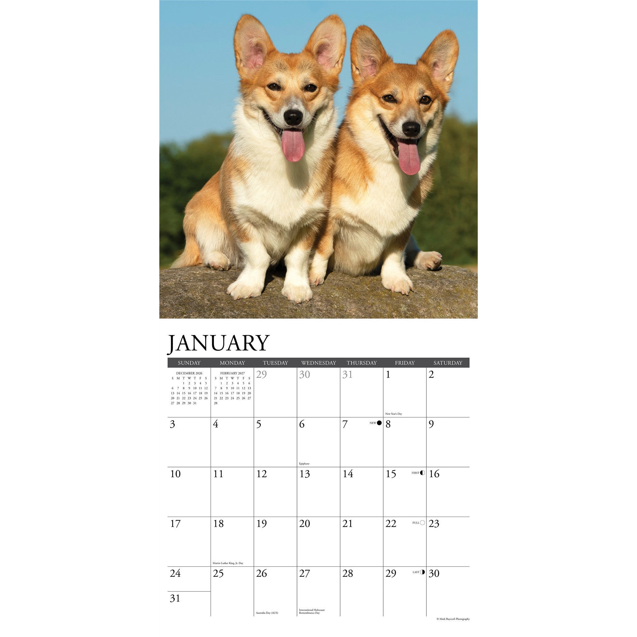 Corgis 2027 Wall Calendar