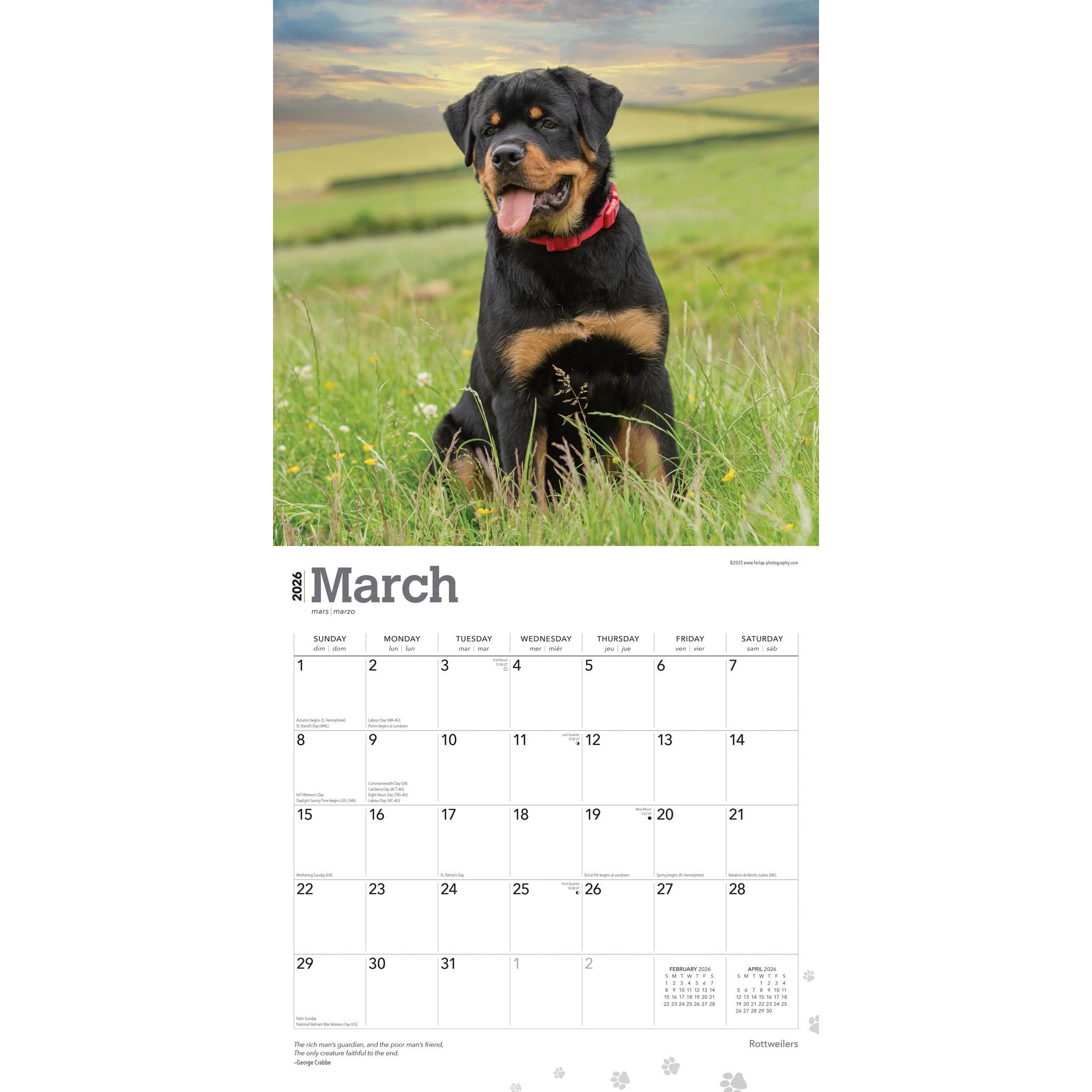 Calendrier mural Rottweilers 2026
