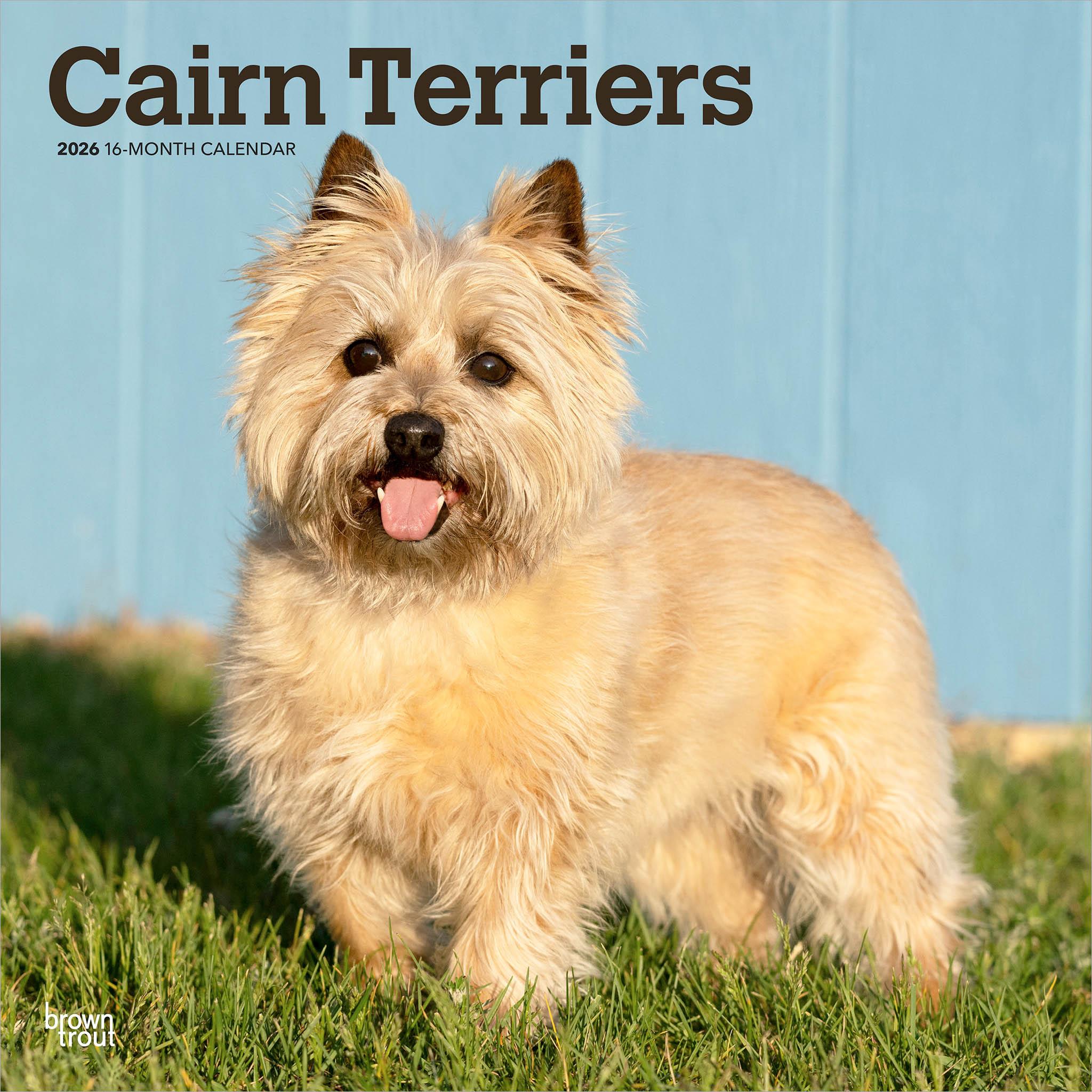 Calendrier mural Cairn Terriers 2026