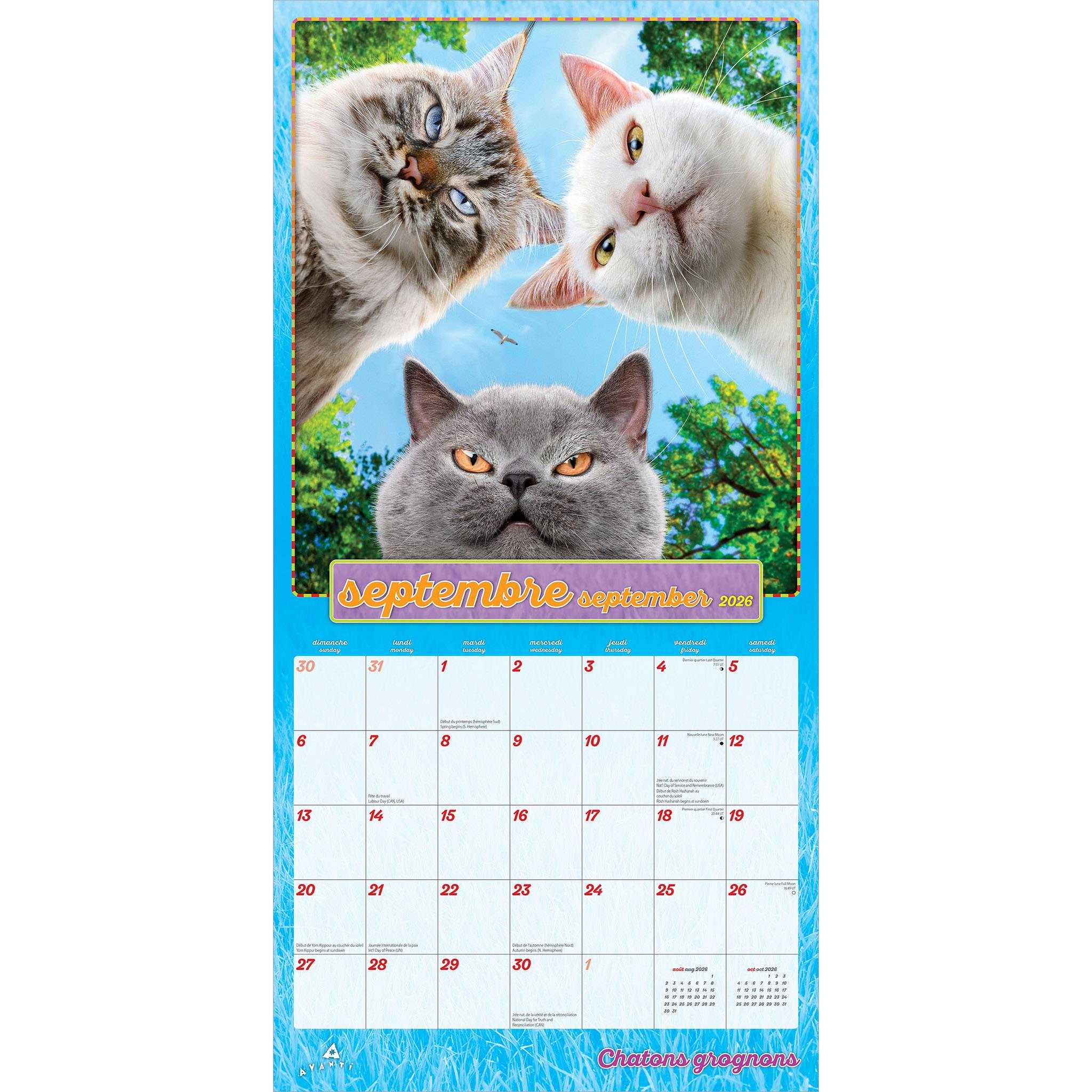 Chatons Grognons 2026 Wall Calendar (French)