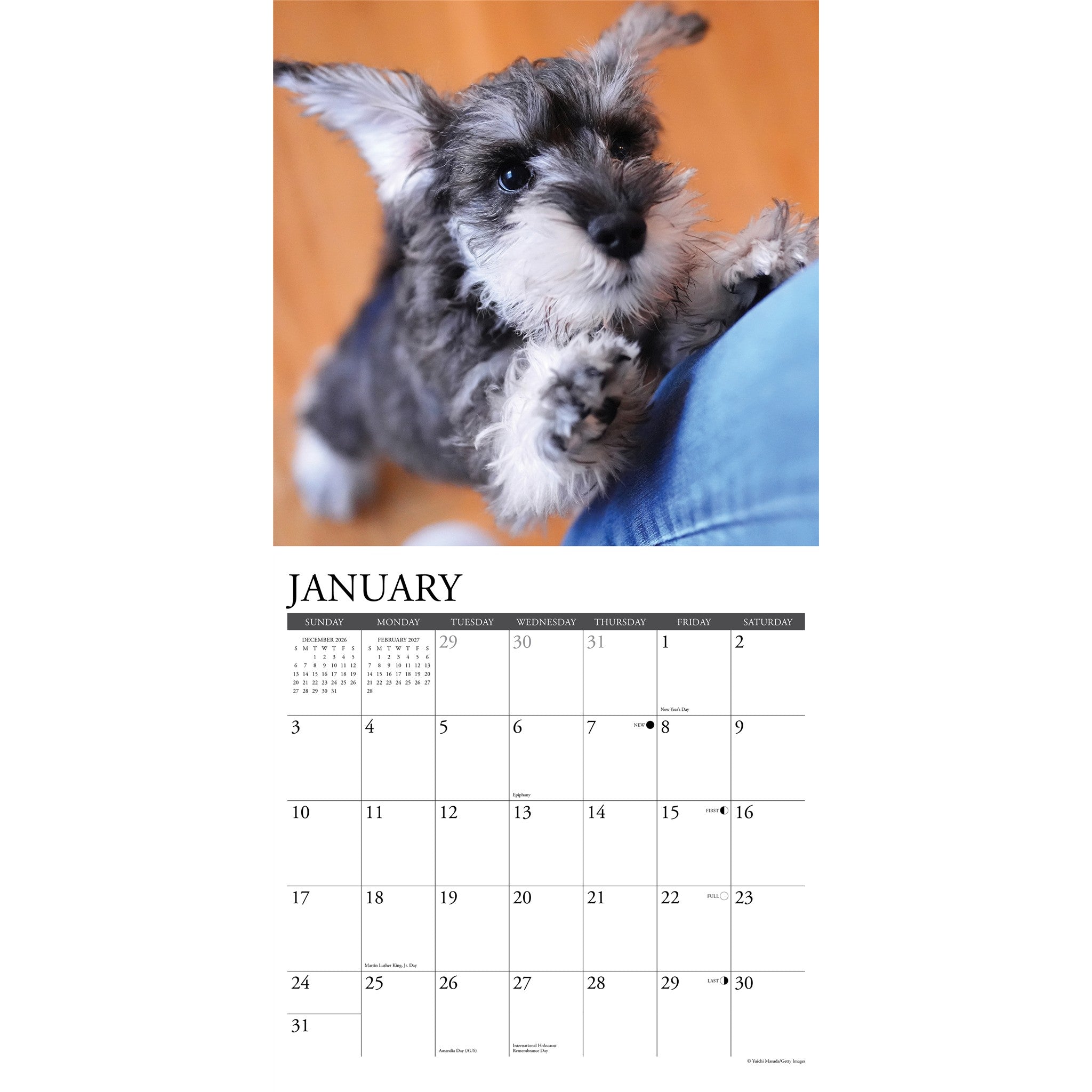 Schnauzer Puppies 2027 Wall Calendar