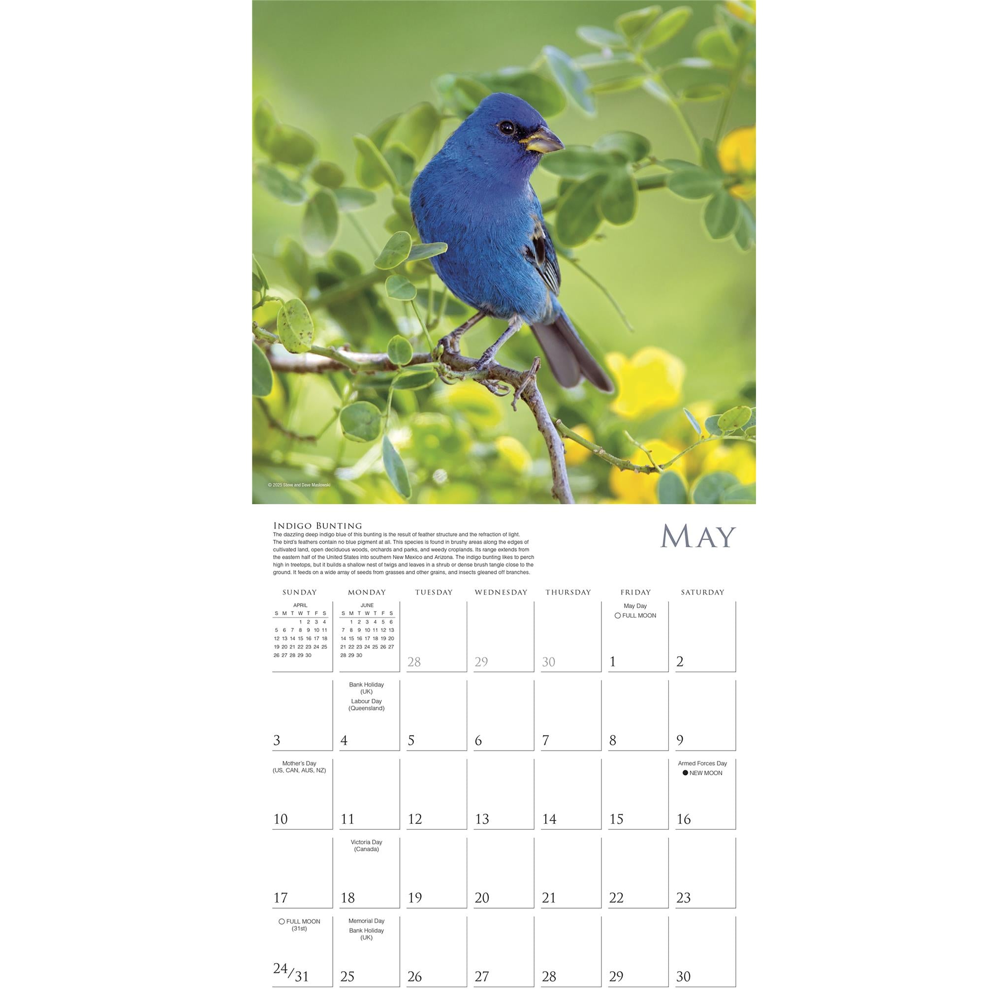 Calendrier mural des oiseaux chanteurs d'Amérique du Nord 2026