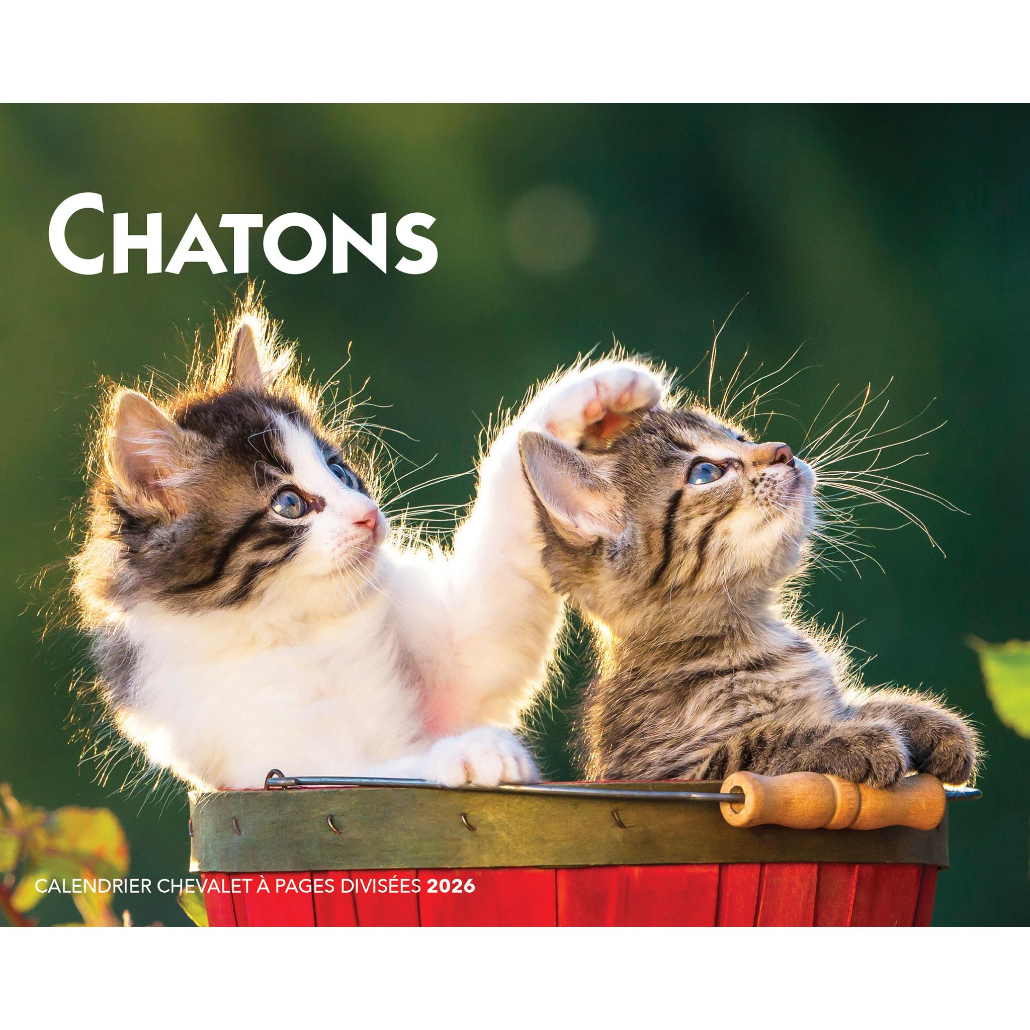Calendrier chevalet double vue Chatons 2026 (français)