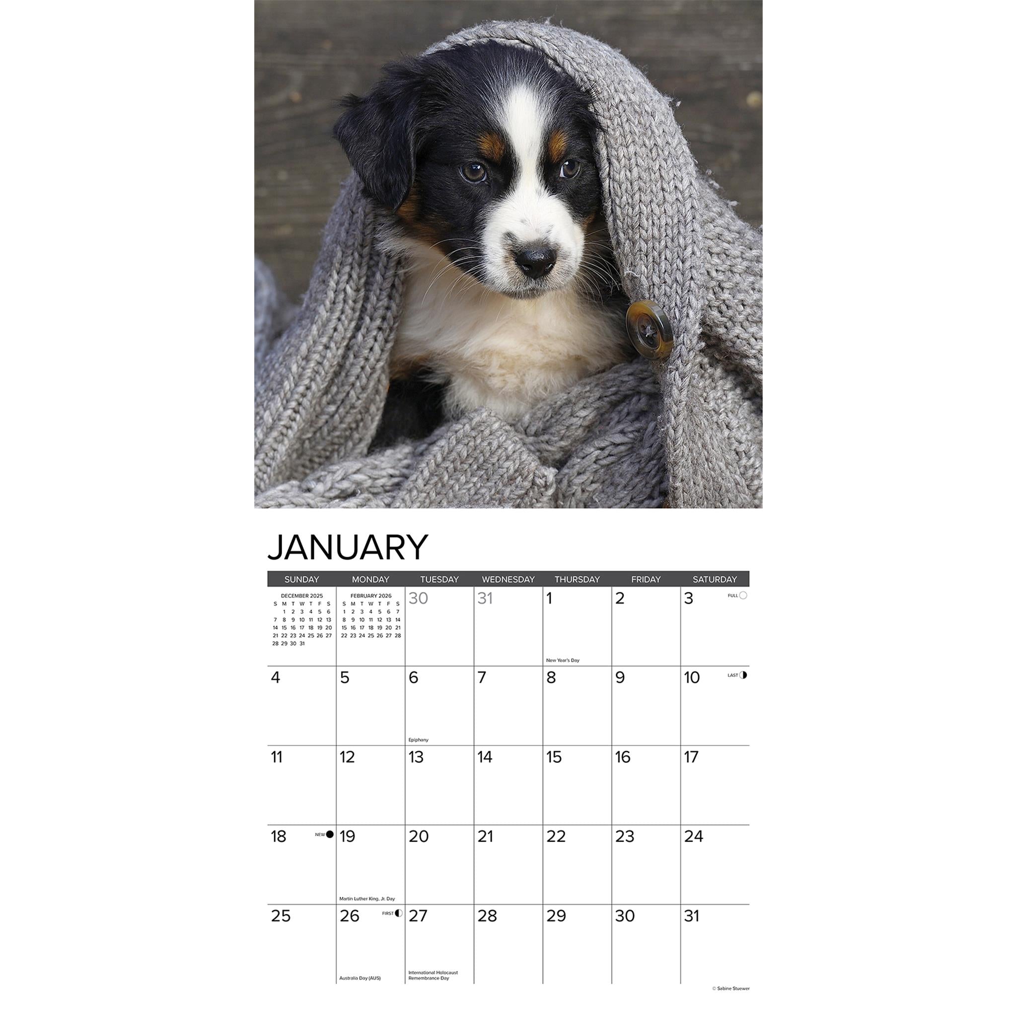 Calendrier mural 2026 « Just Australian Shepherd Puppies »