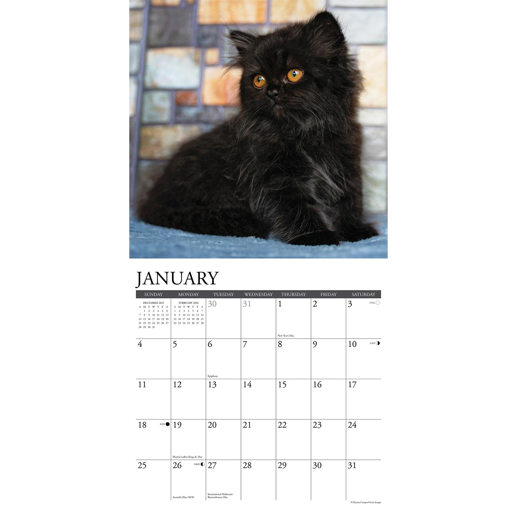 Black Kittens 2026 Just Wall Calendar - Online Only