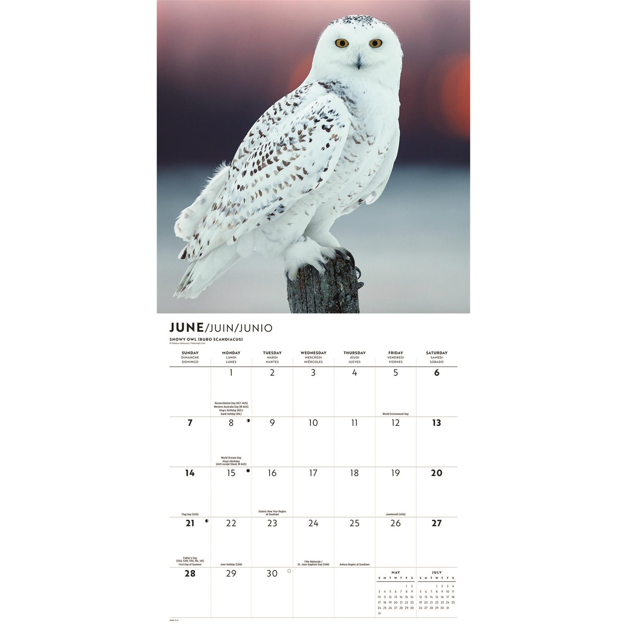 Calendrier mural Hiboux 2026