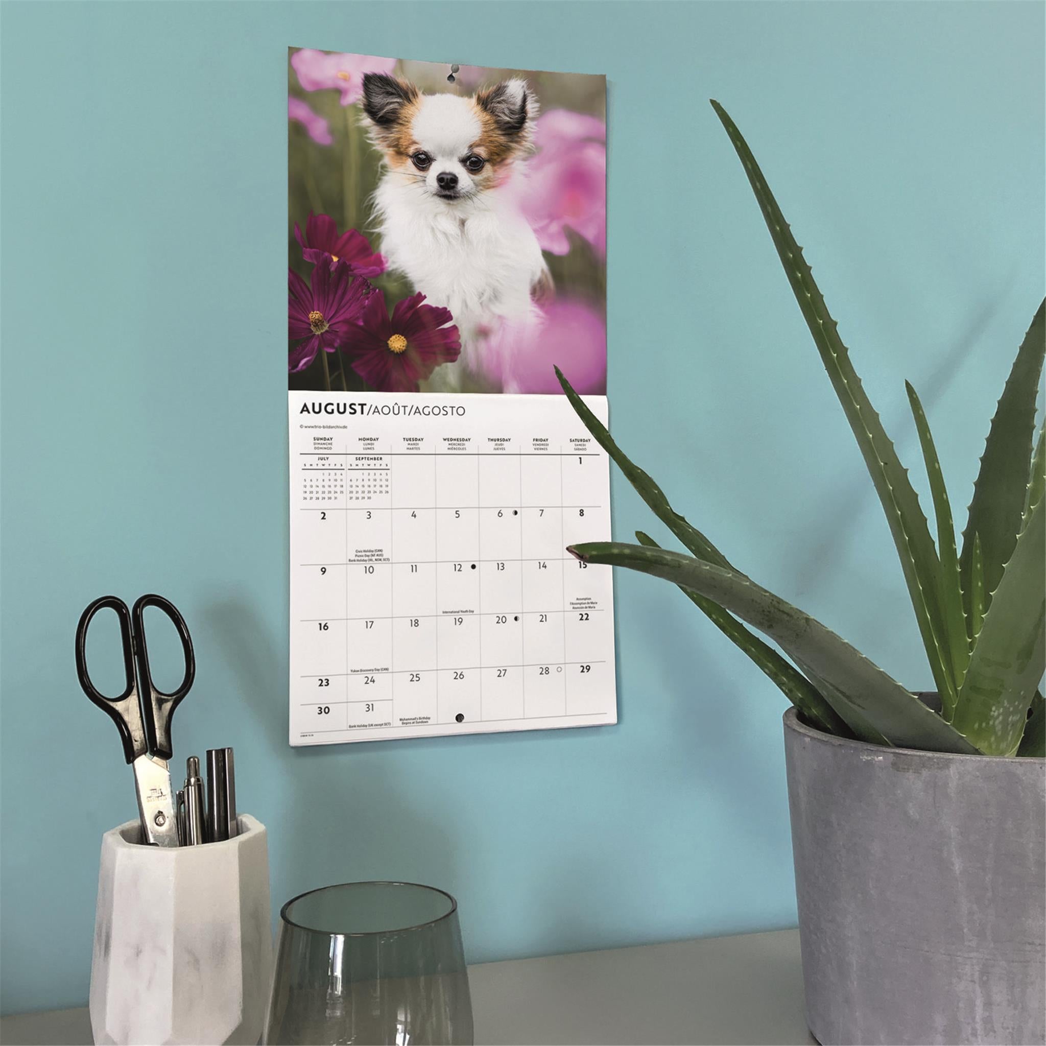 Mini calendrier des chiots Chihuahua 2026