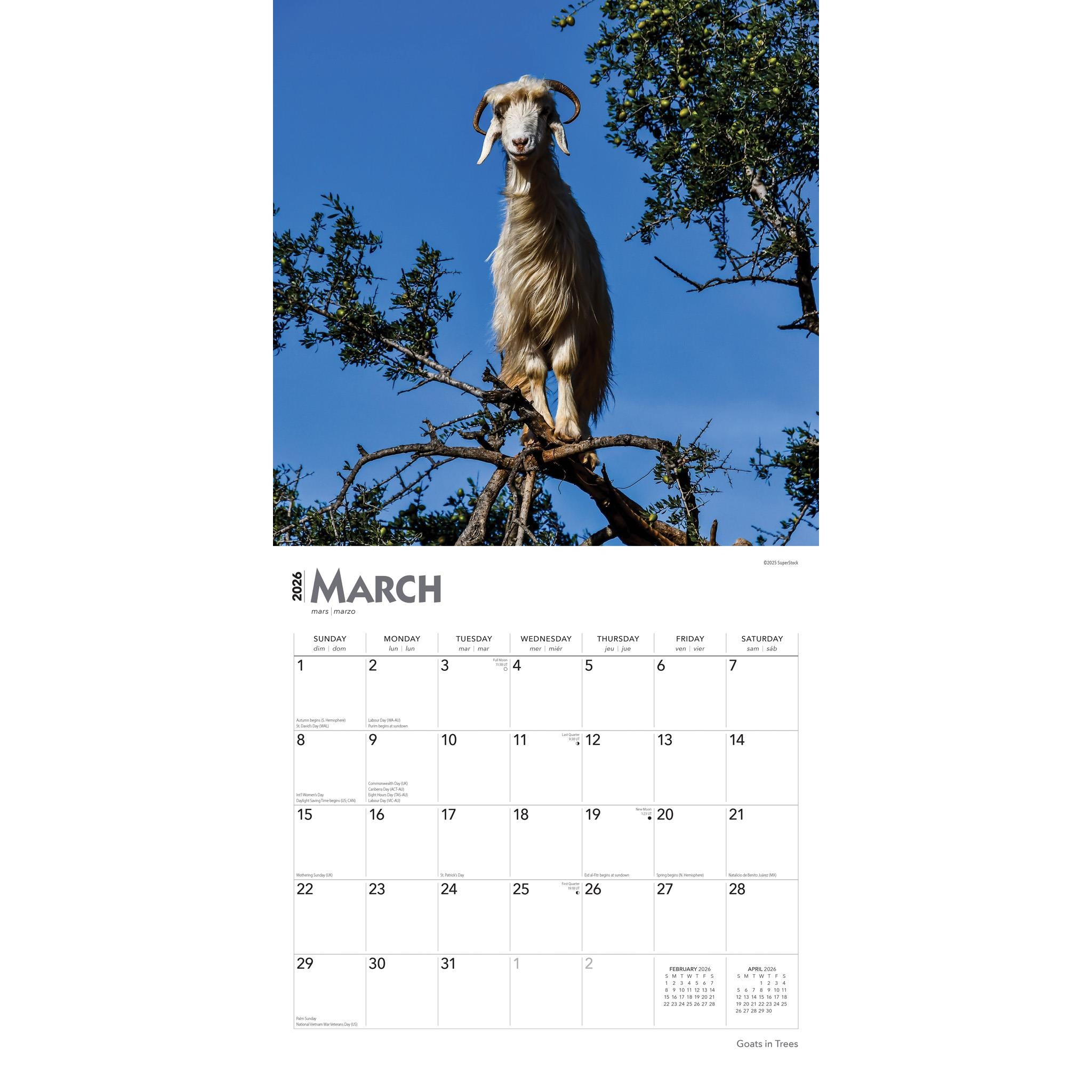 Calendrier mural Chèvres dans les arbres 2026