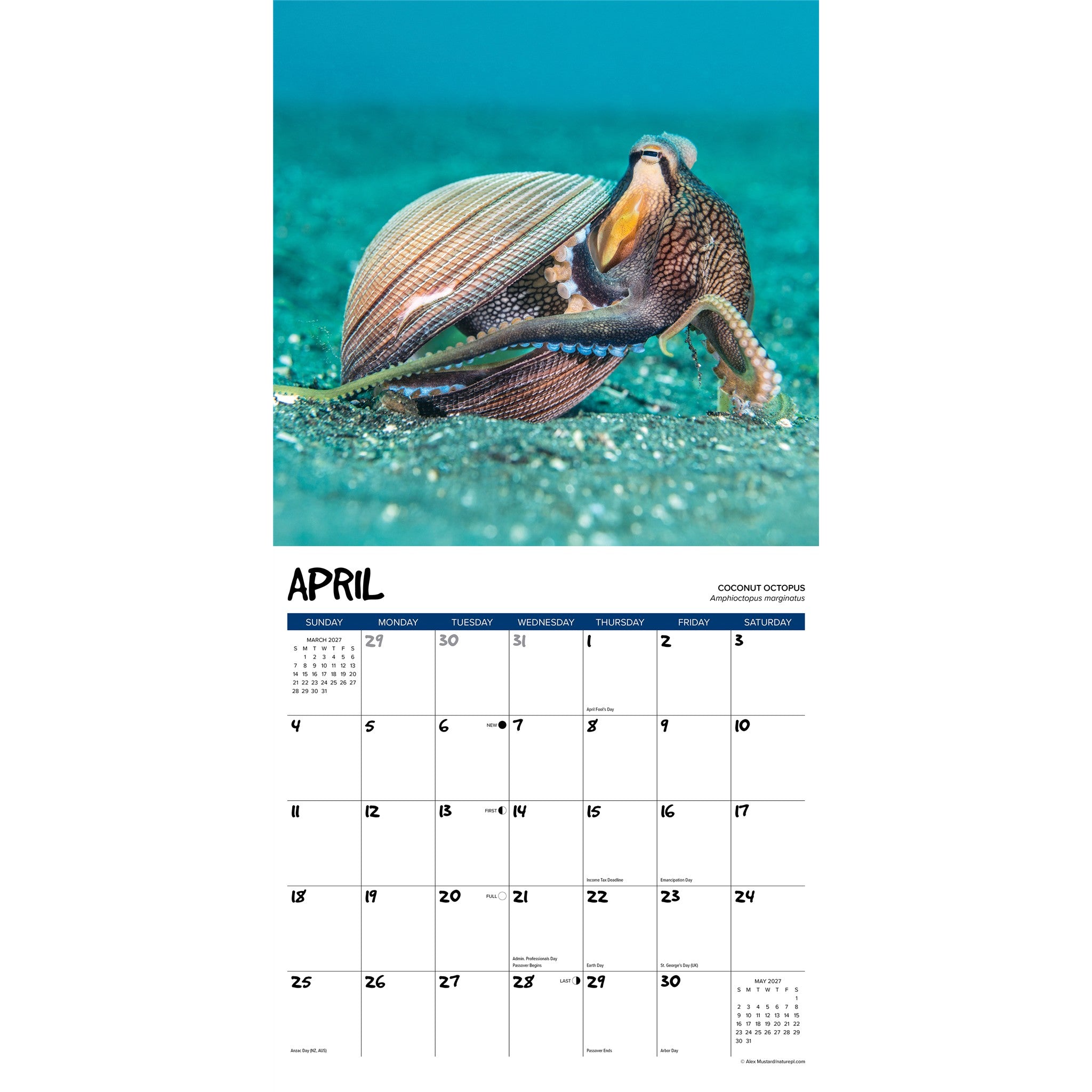 Octopus 2027 Wall Calendar