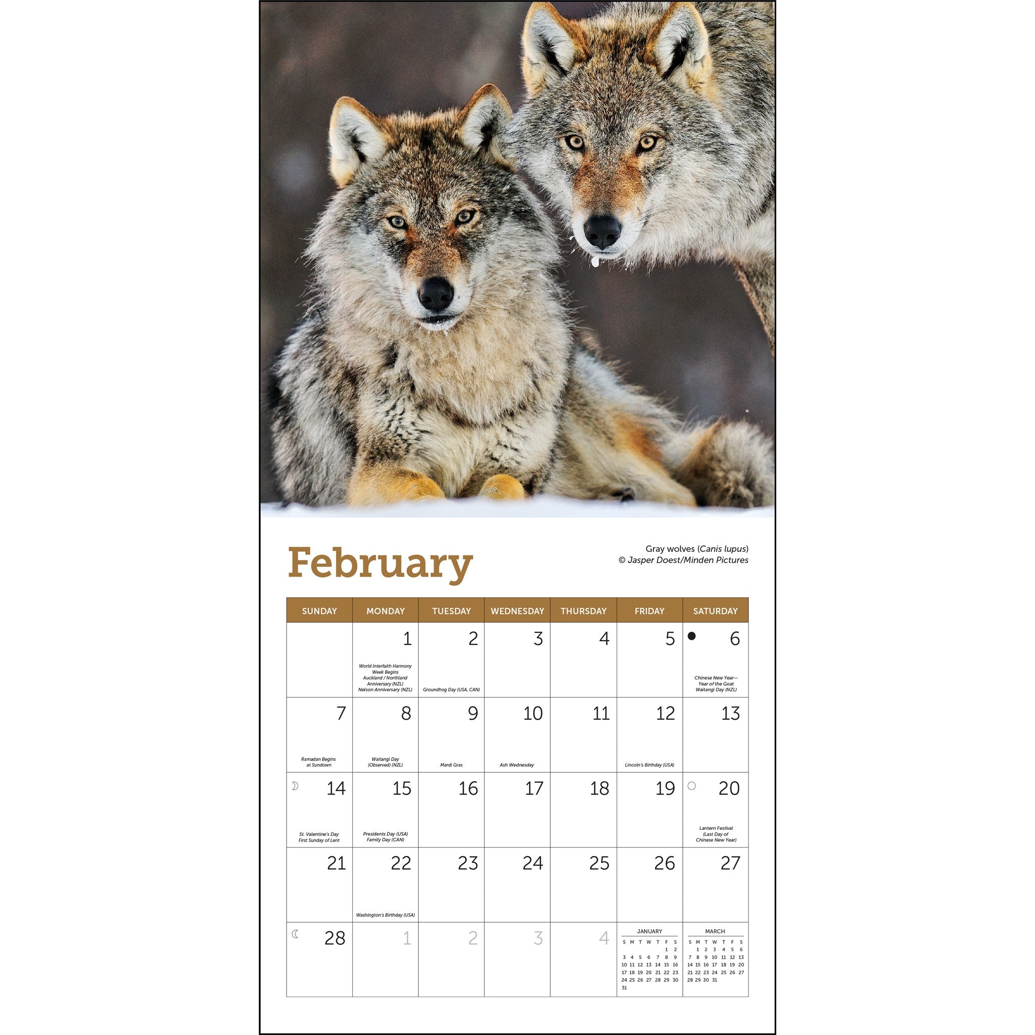 Mini Calendrier Loups 2027