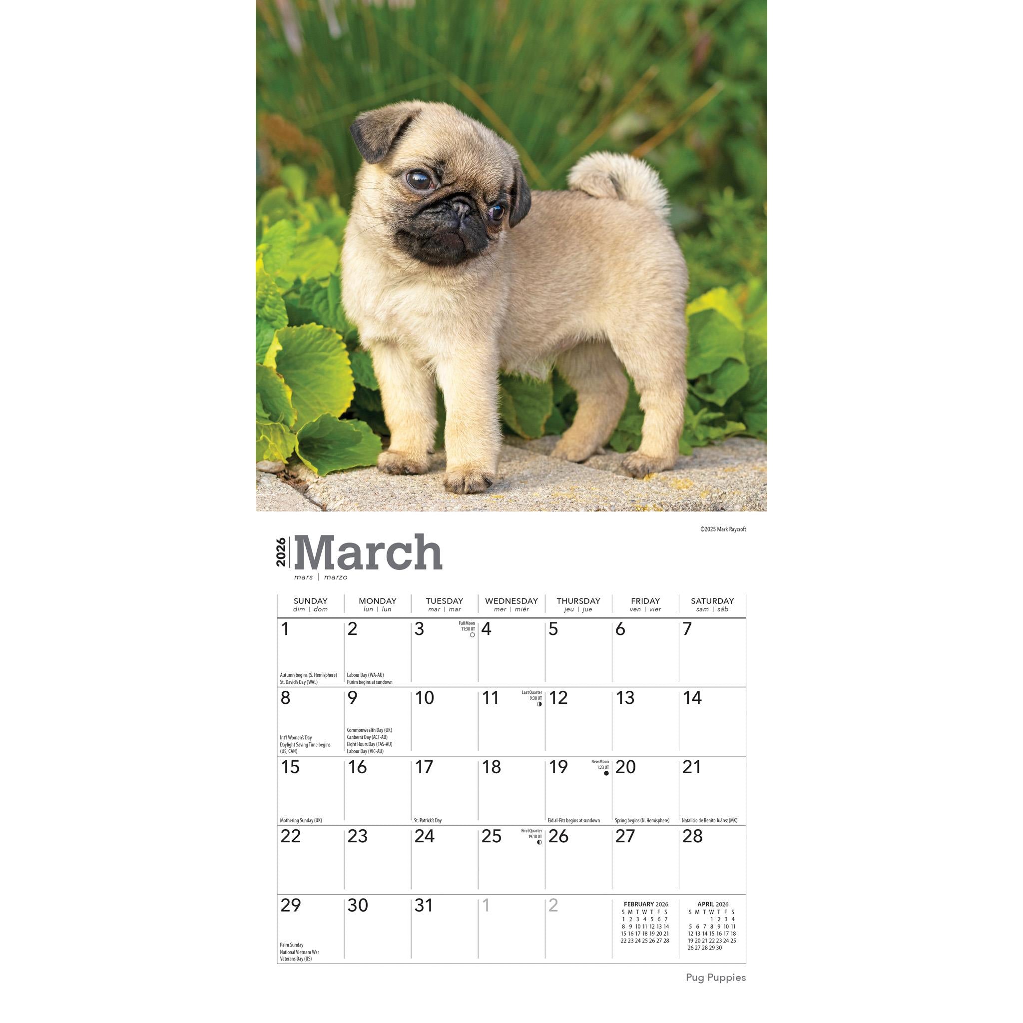 Mini calendrier des chiots carlins 2026