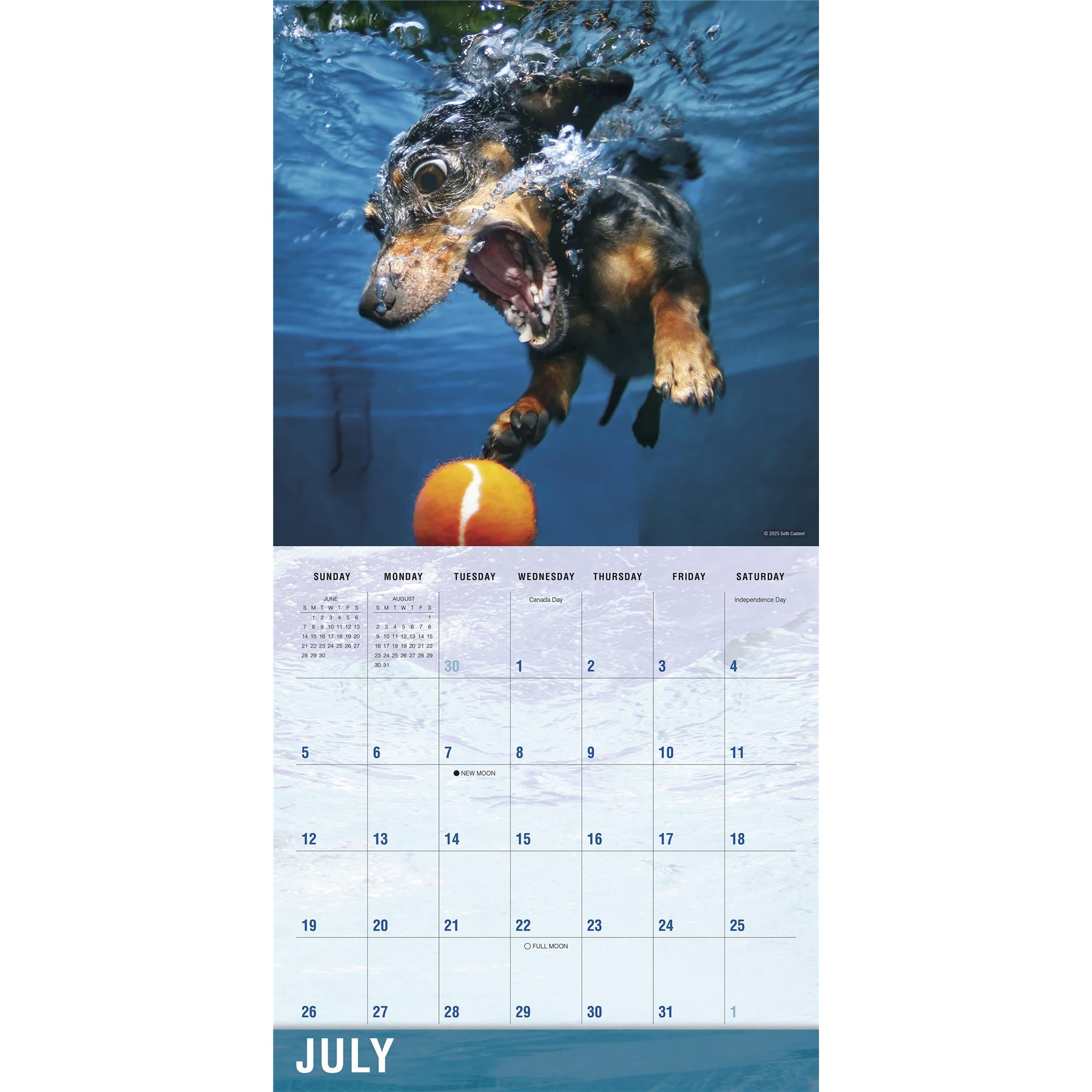 Calendrier mural Chiens sous-marins 2026