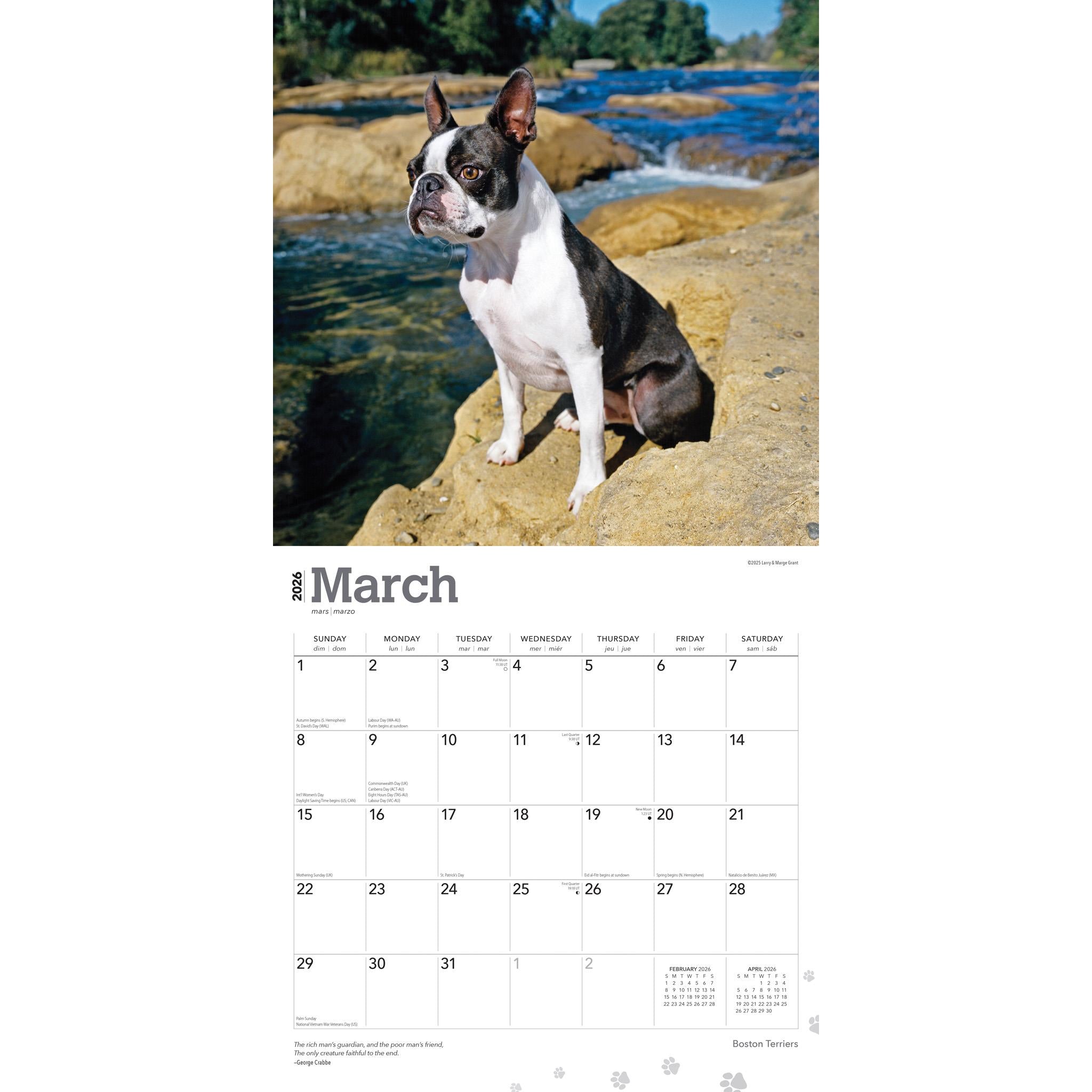 Calendrier mural Boston Terriers 2026
