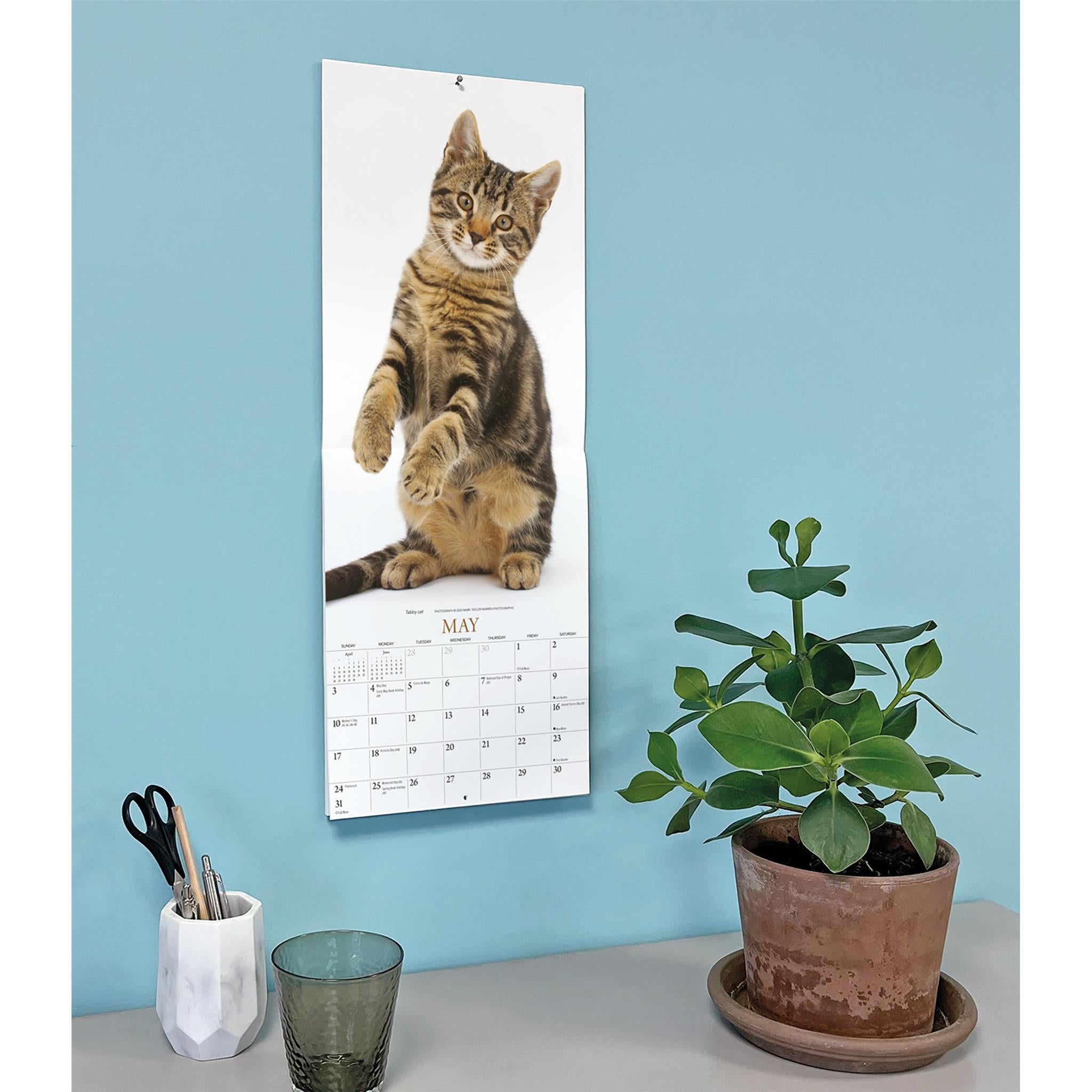 Calendrier des chats 2026