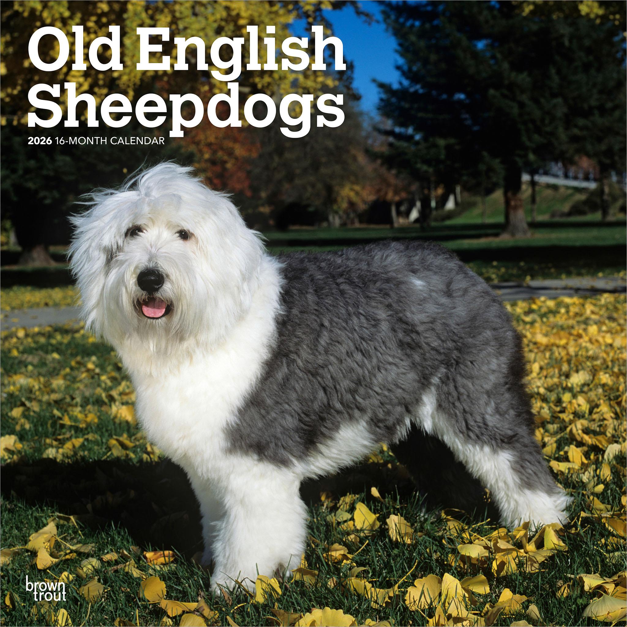 Calendrier mural Old English Sheepdogs 2026