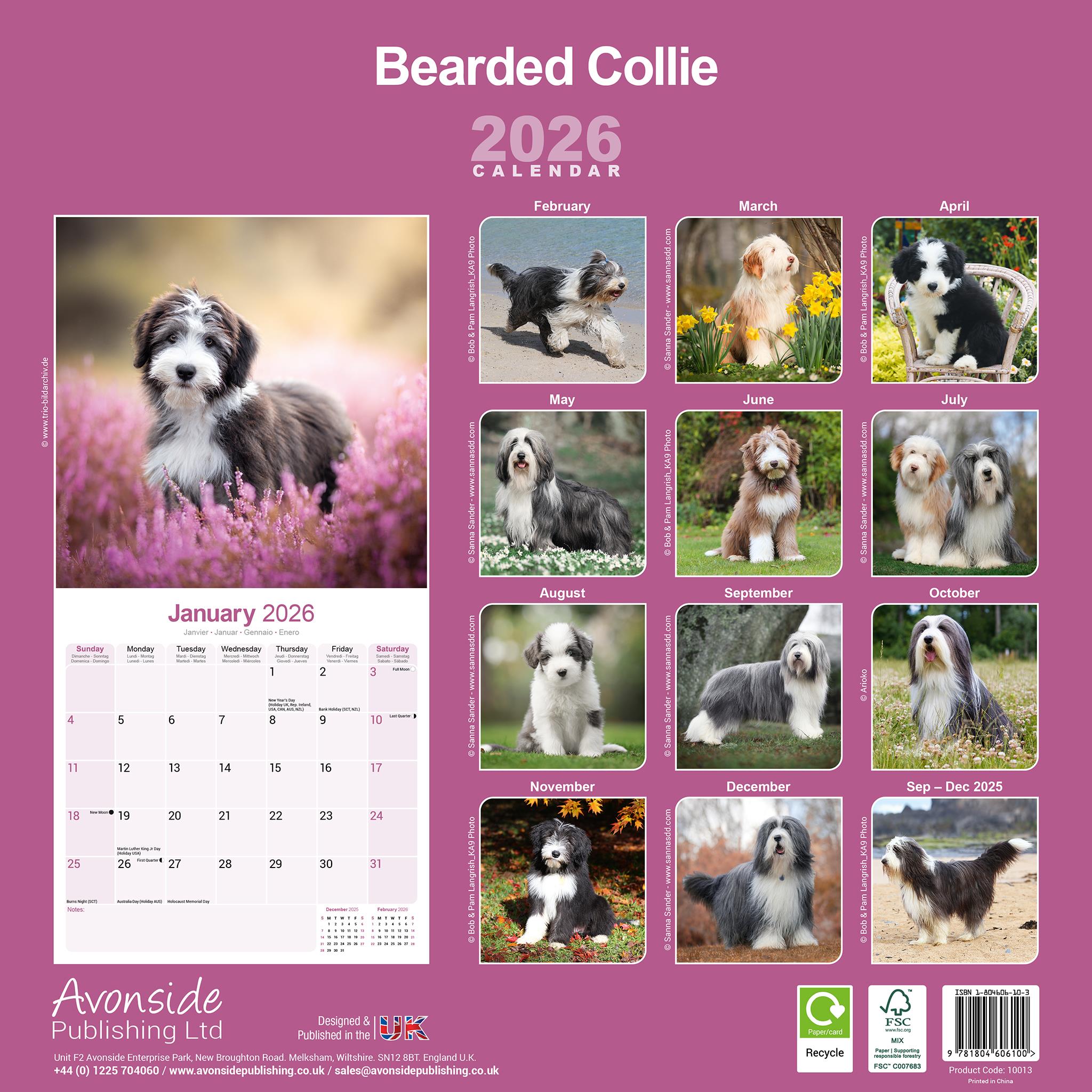 Calendrier mural Bearded Collie 2026