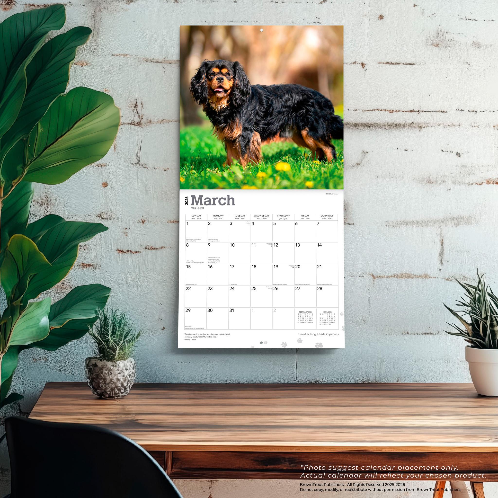 Calendrier mural Cavalier King Charles Spaniels 2026