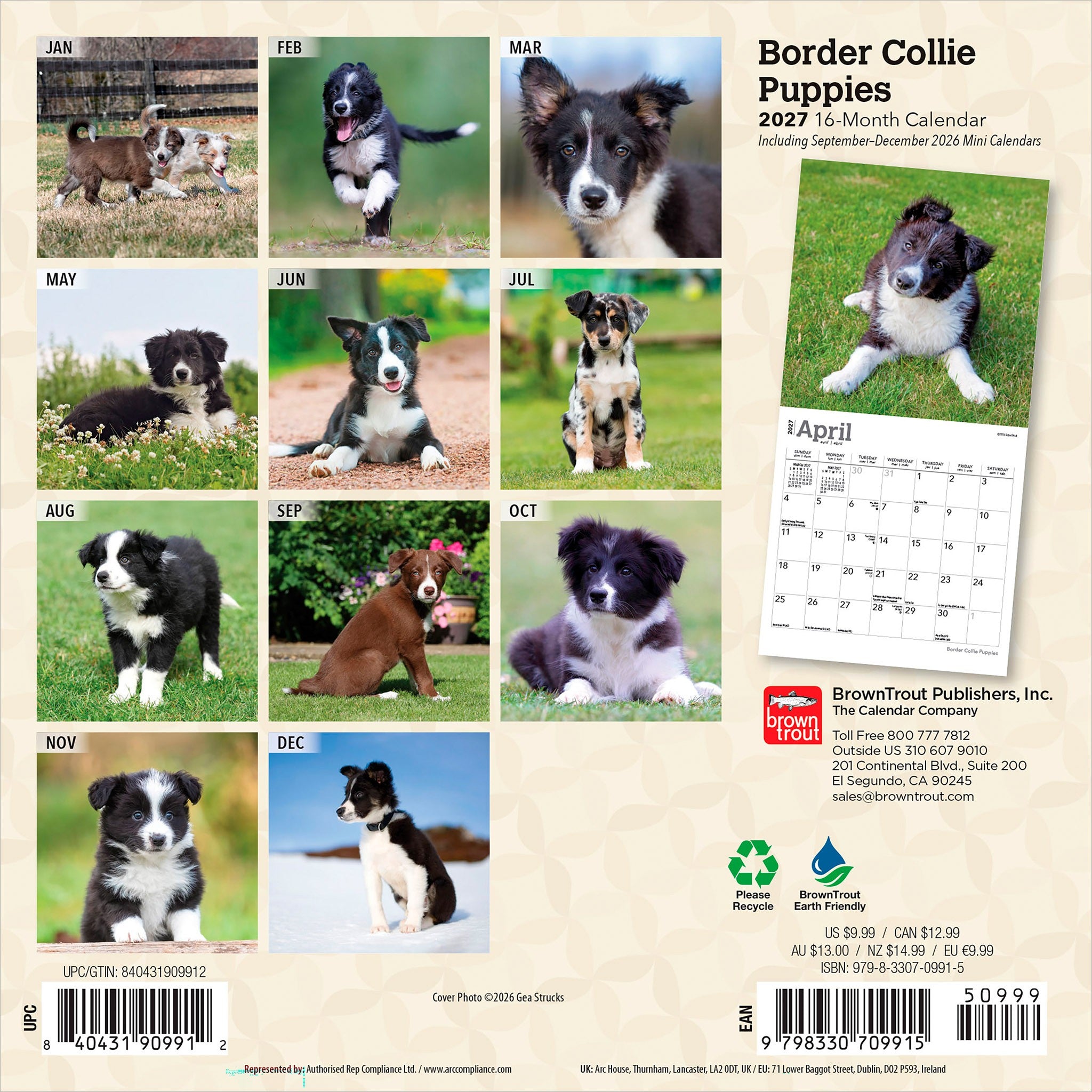 Border Collie Puppies 2027 Mini Calendar
