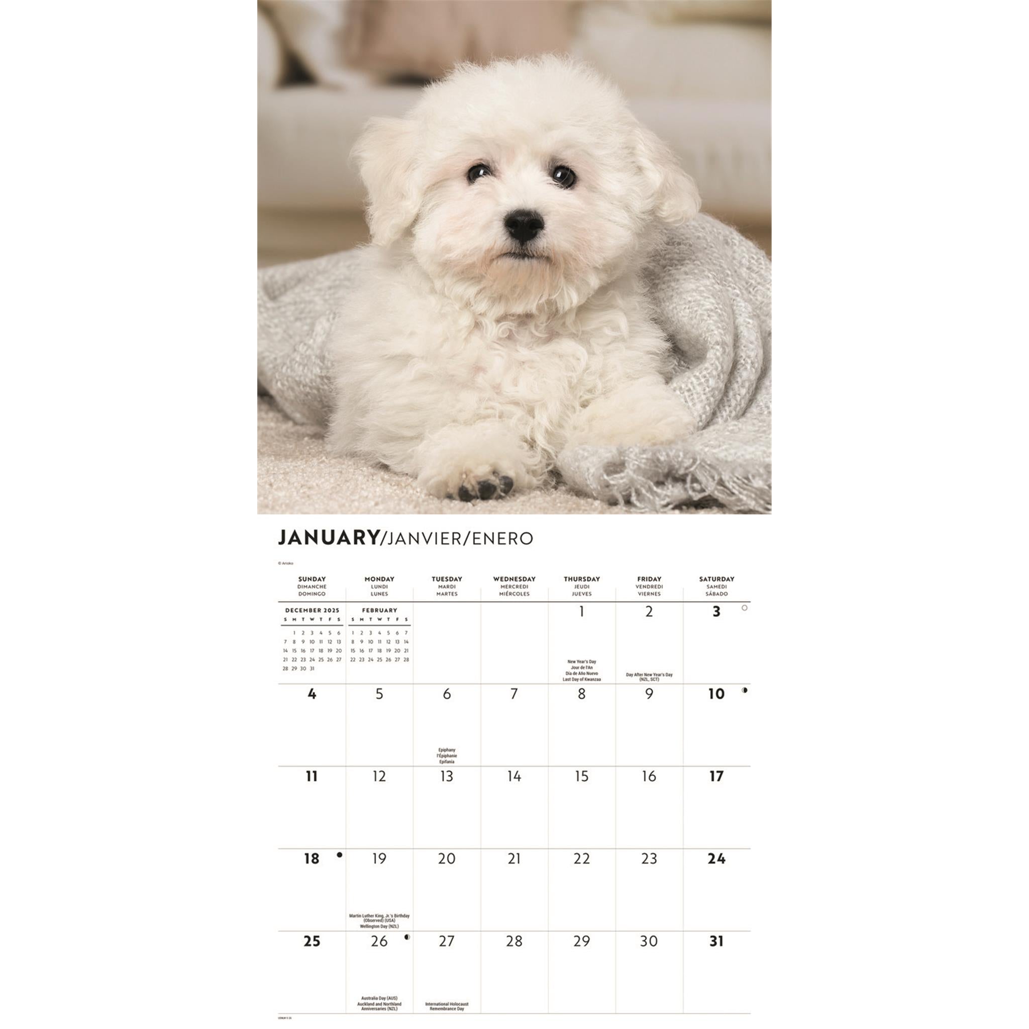 Calendrier mural Bichon Frisé 2026