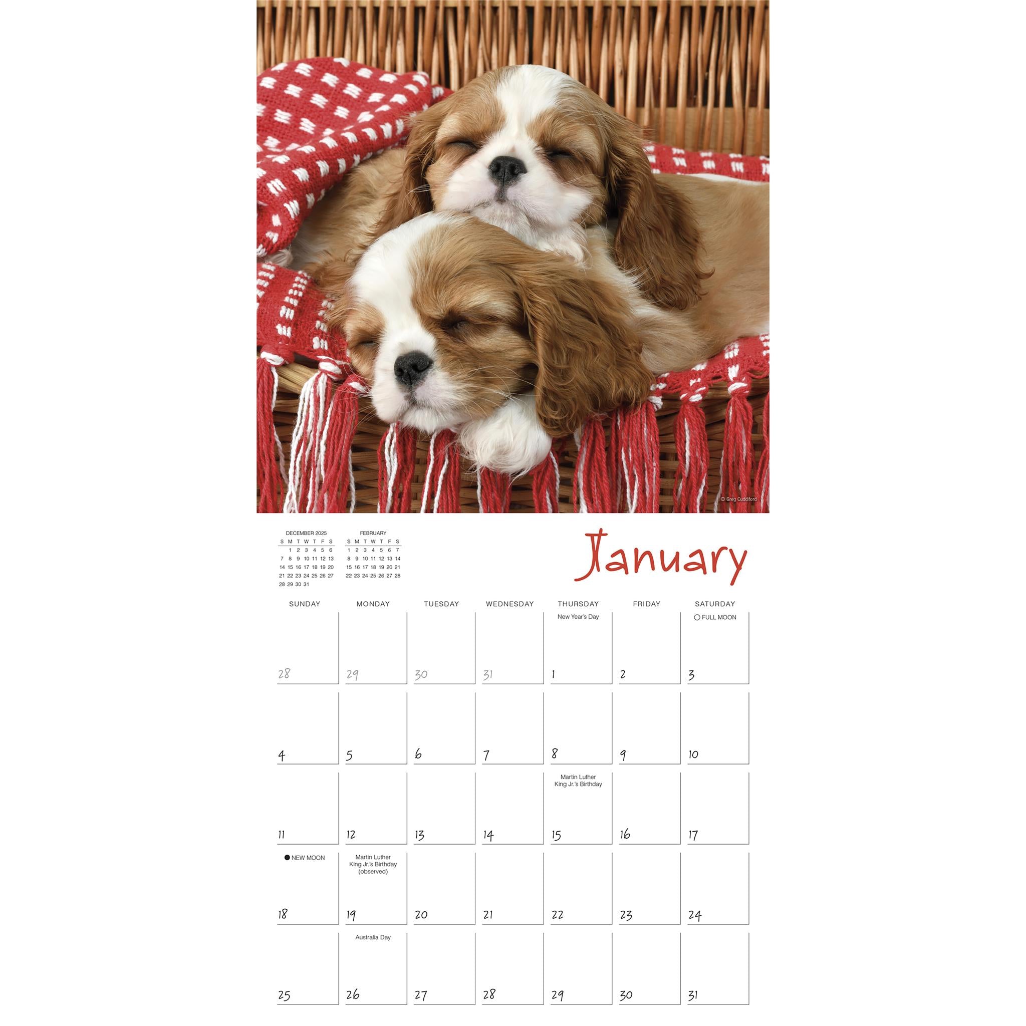 Pooped Puppies 2026 Wall Calendar - Online Only