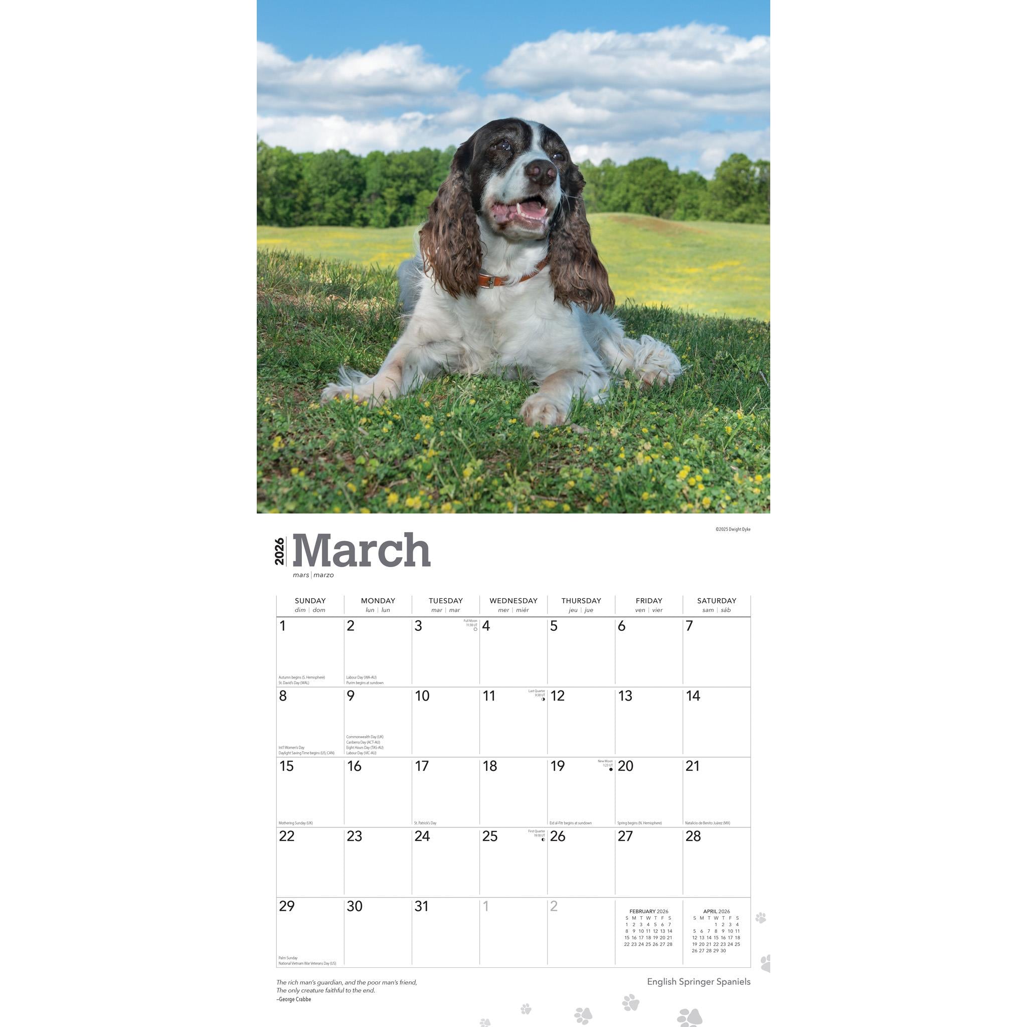 Springer Spaniels English 2026 Wall Calendar
