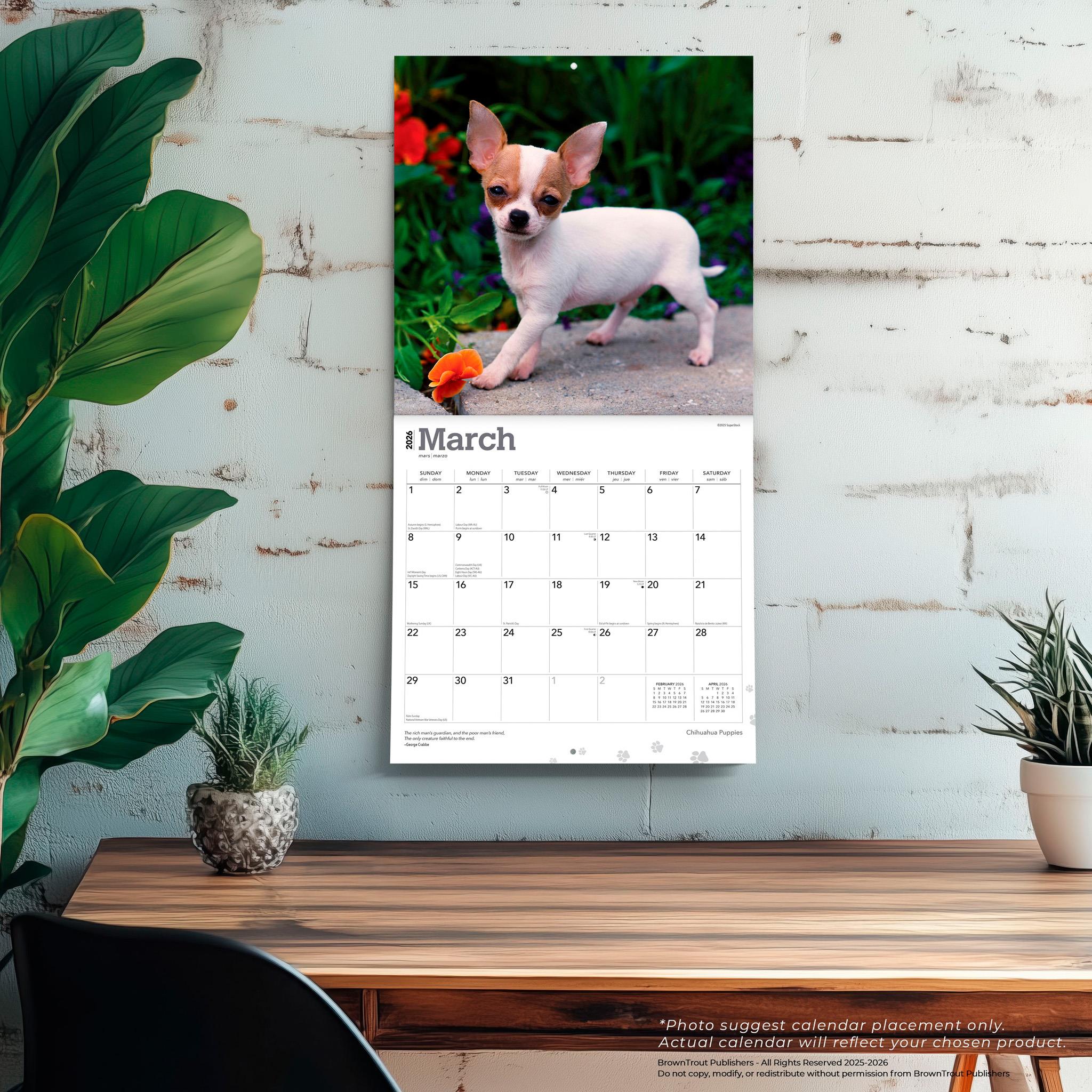 Chihuahua Puppies 2026 Wall Calendar