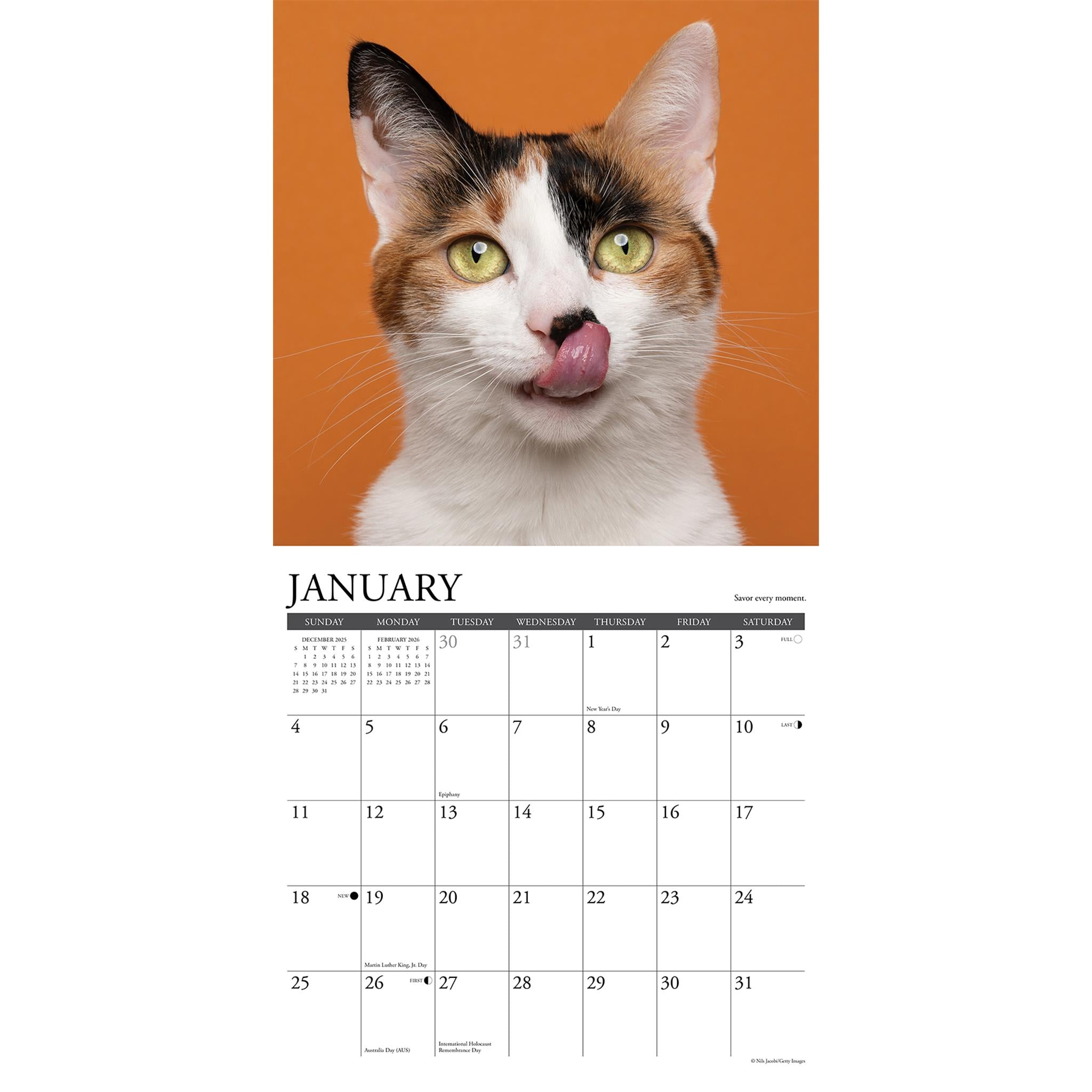 Calendrier mural 2026 « Ce que les chats nous apprennent »