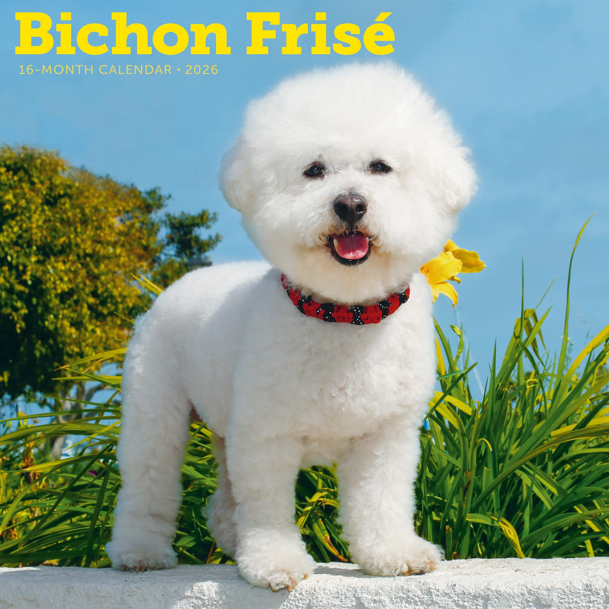 Calendrier mural Bichon Frisé 2026