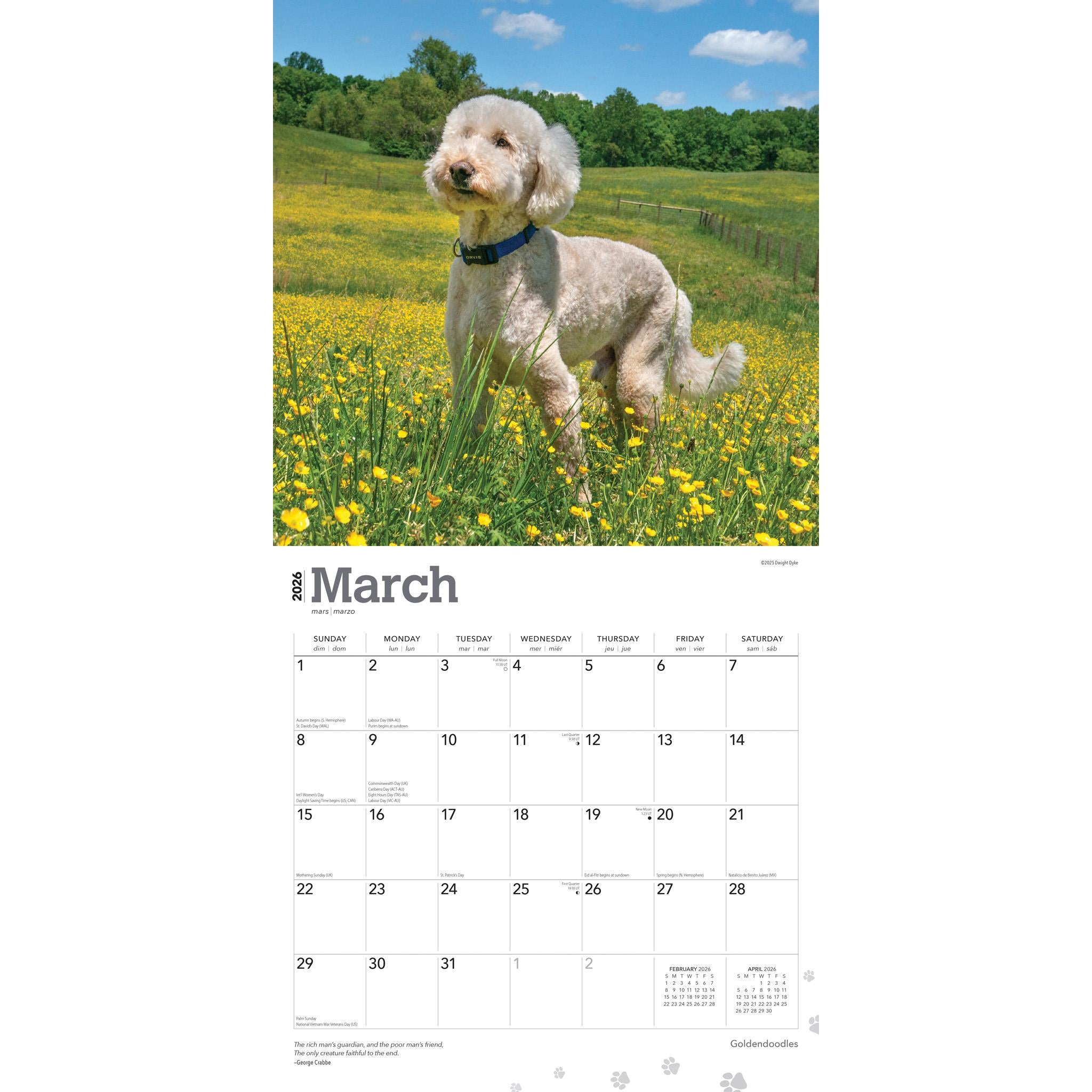 Calendrier mural Goldendoodles 2026