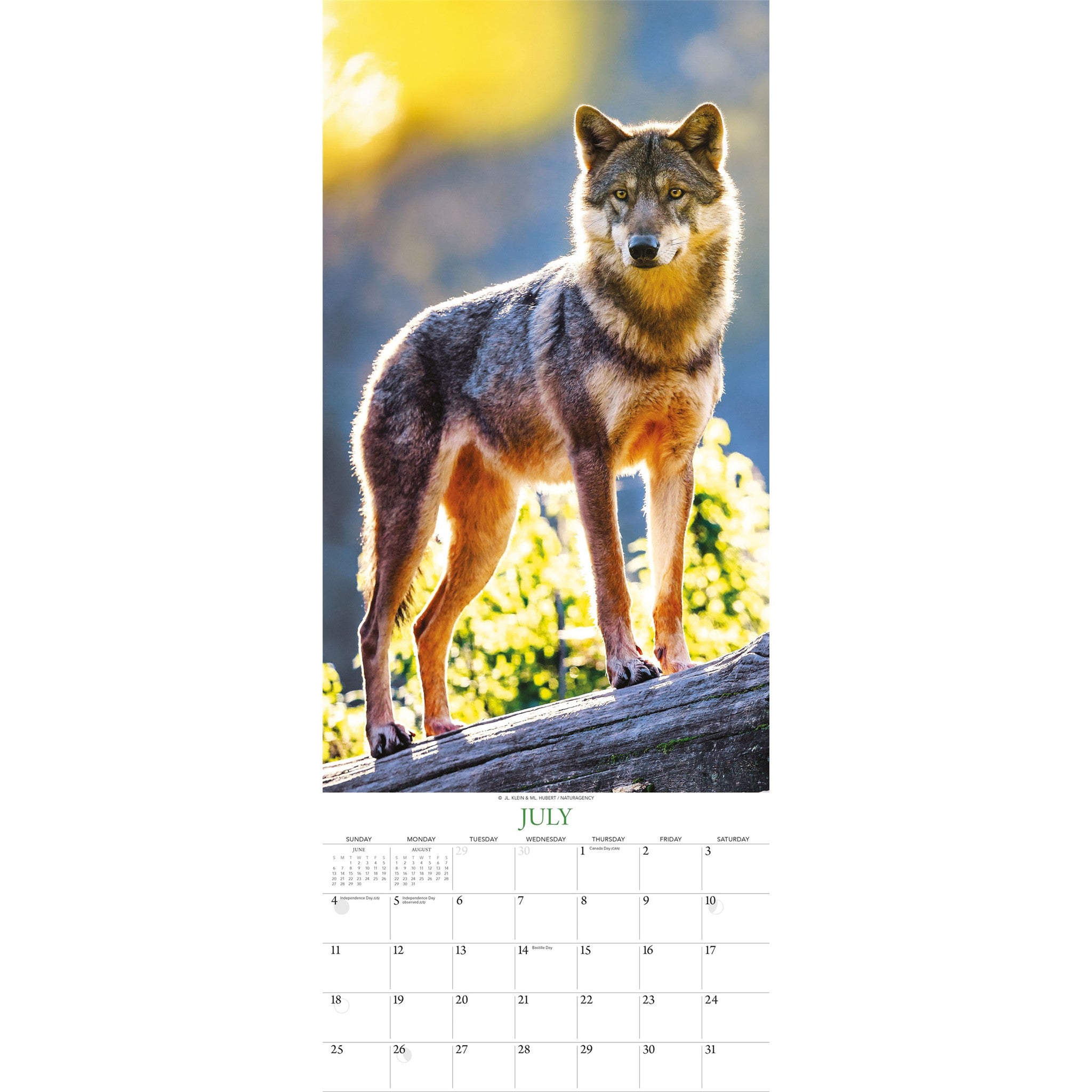 Wolves 2027 Poster Calendar