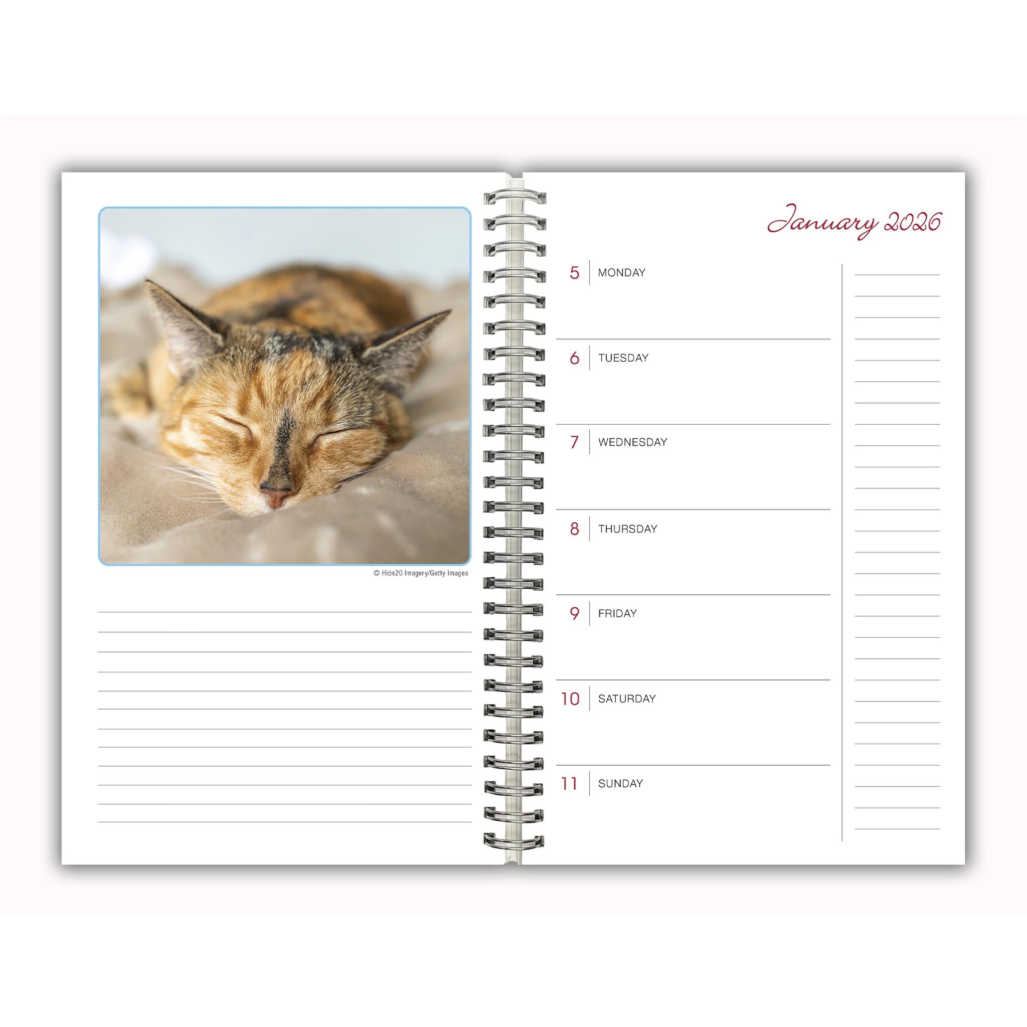 Calendrier des fiançailles Cat Naps 2025-2026