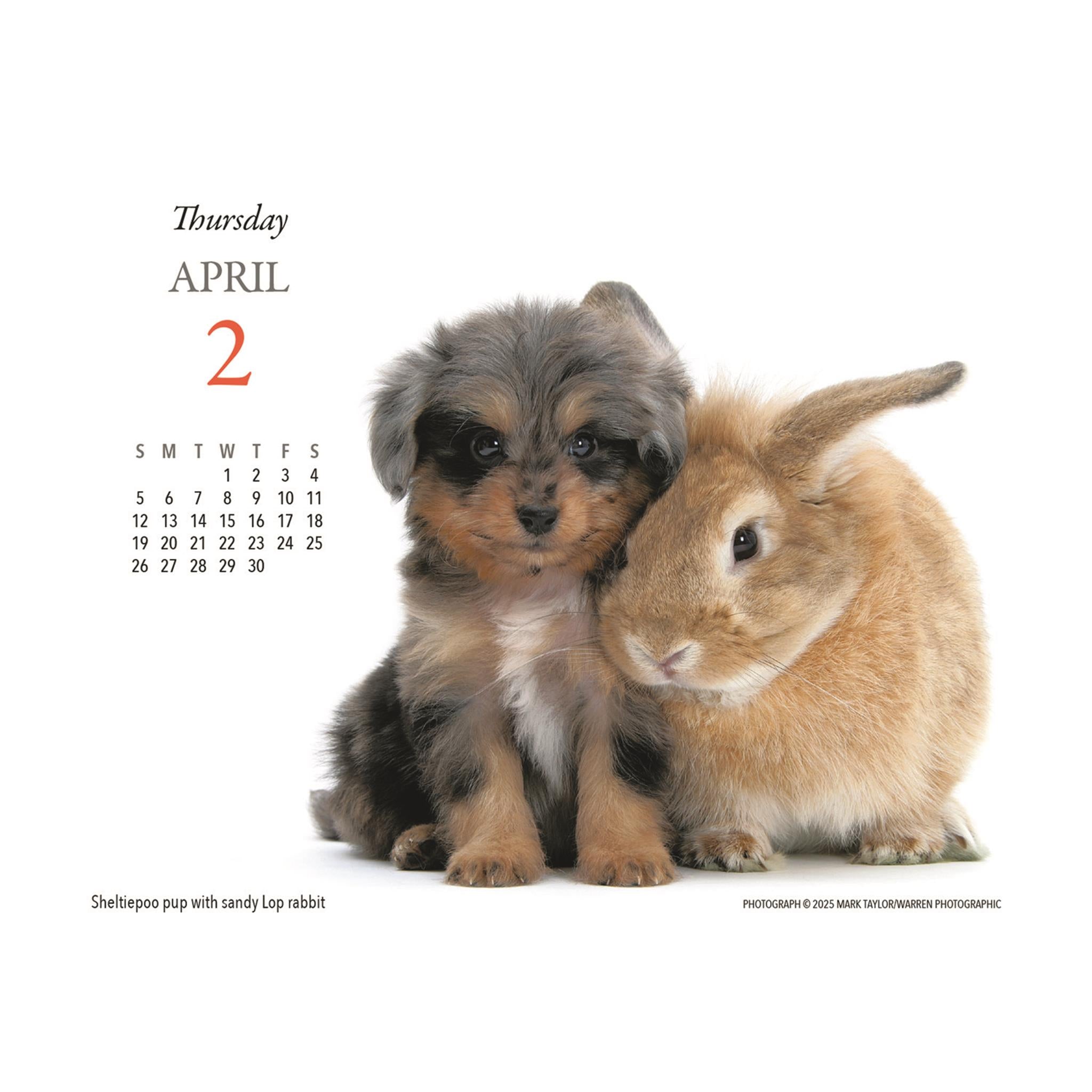 Calendrier de l'Avent Chiots et Amis 2026