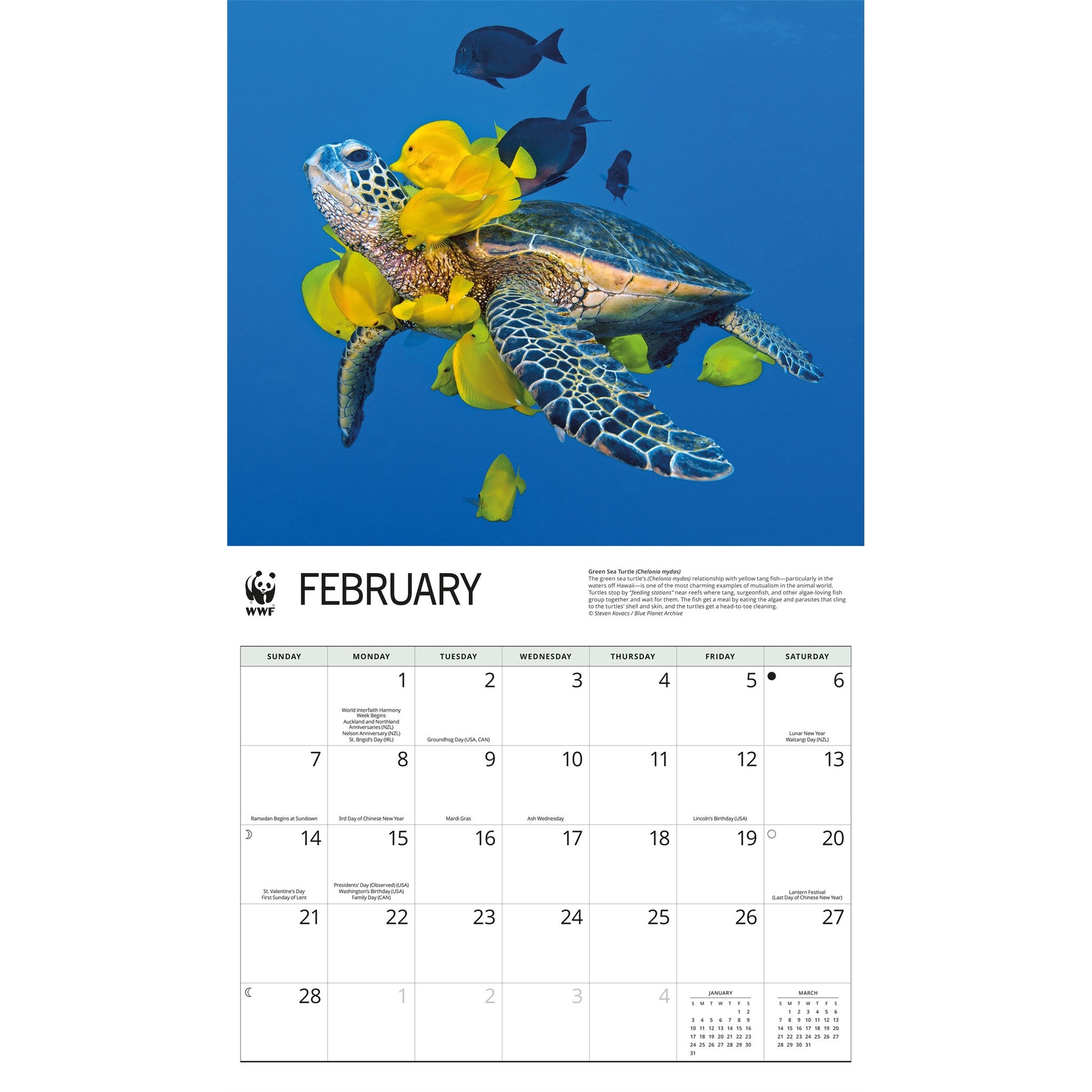 Calendrier mural Tortues marines du WWF 2027