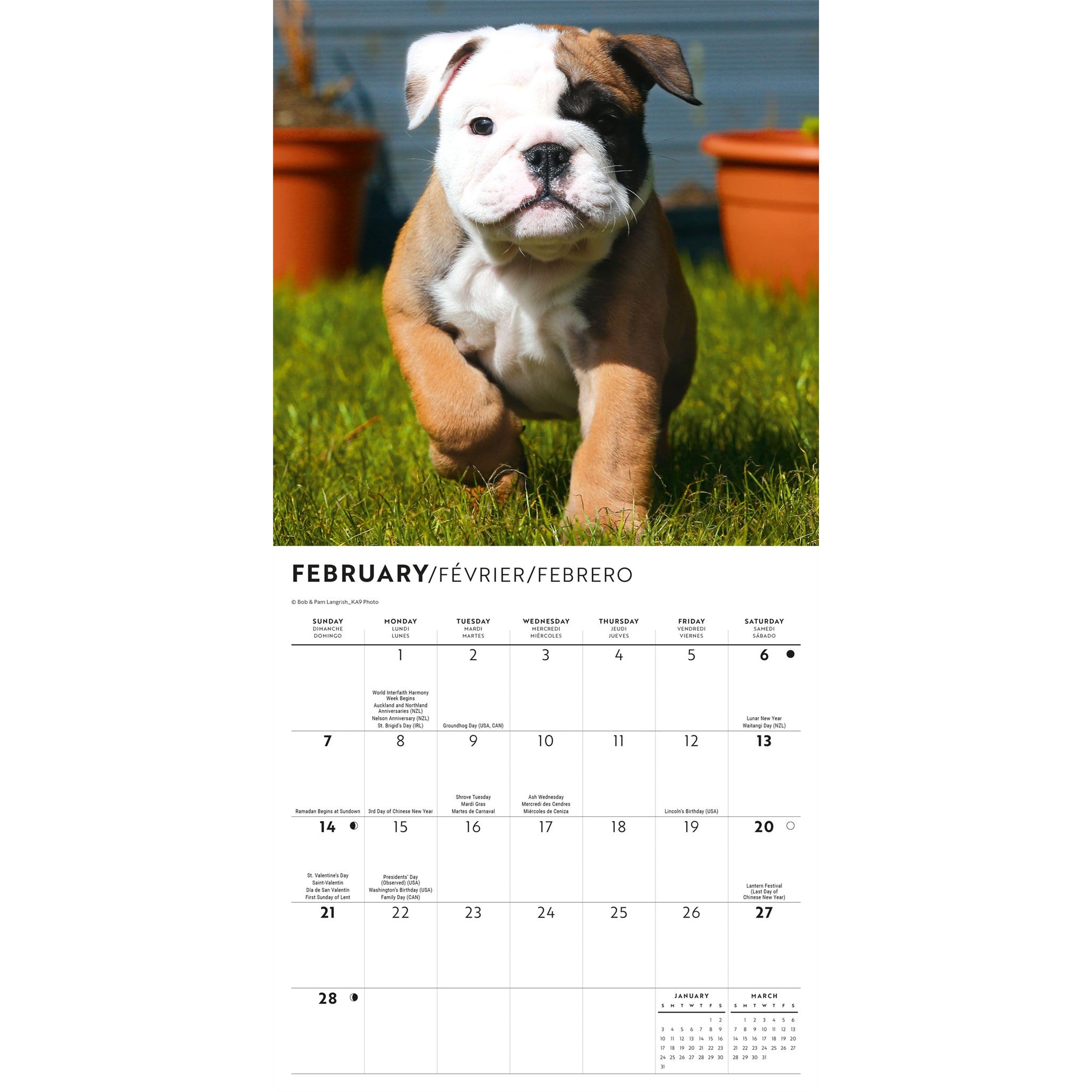 Mini-calendrier Chiots Bouledogues 2027
