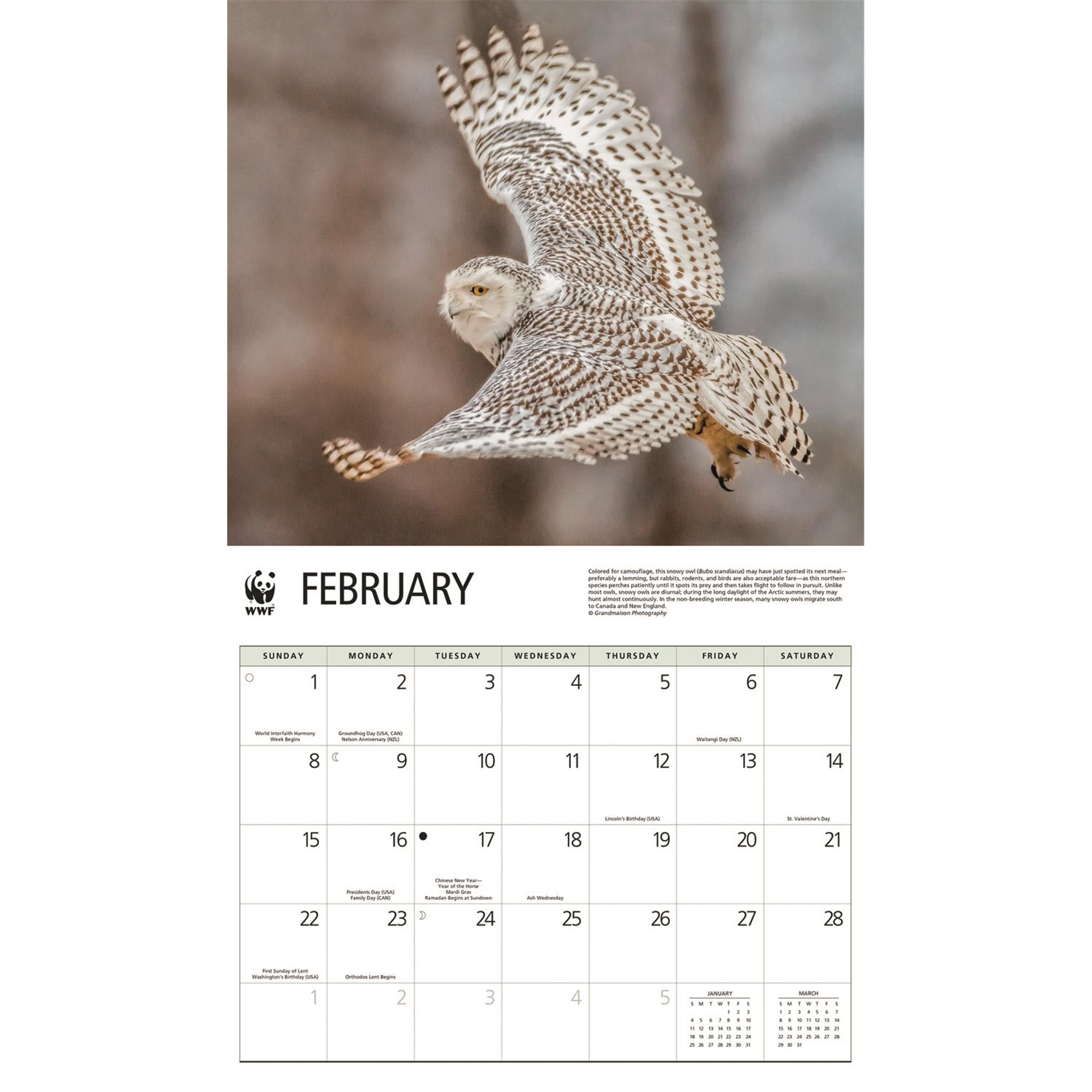 World Wildlife Fund Owls 2026 Wall Calendar