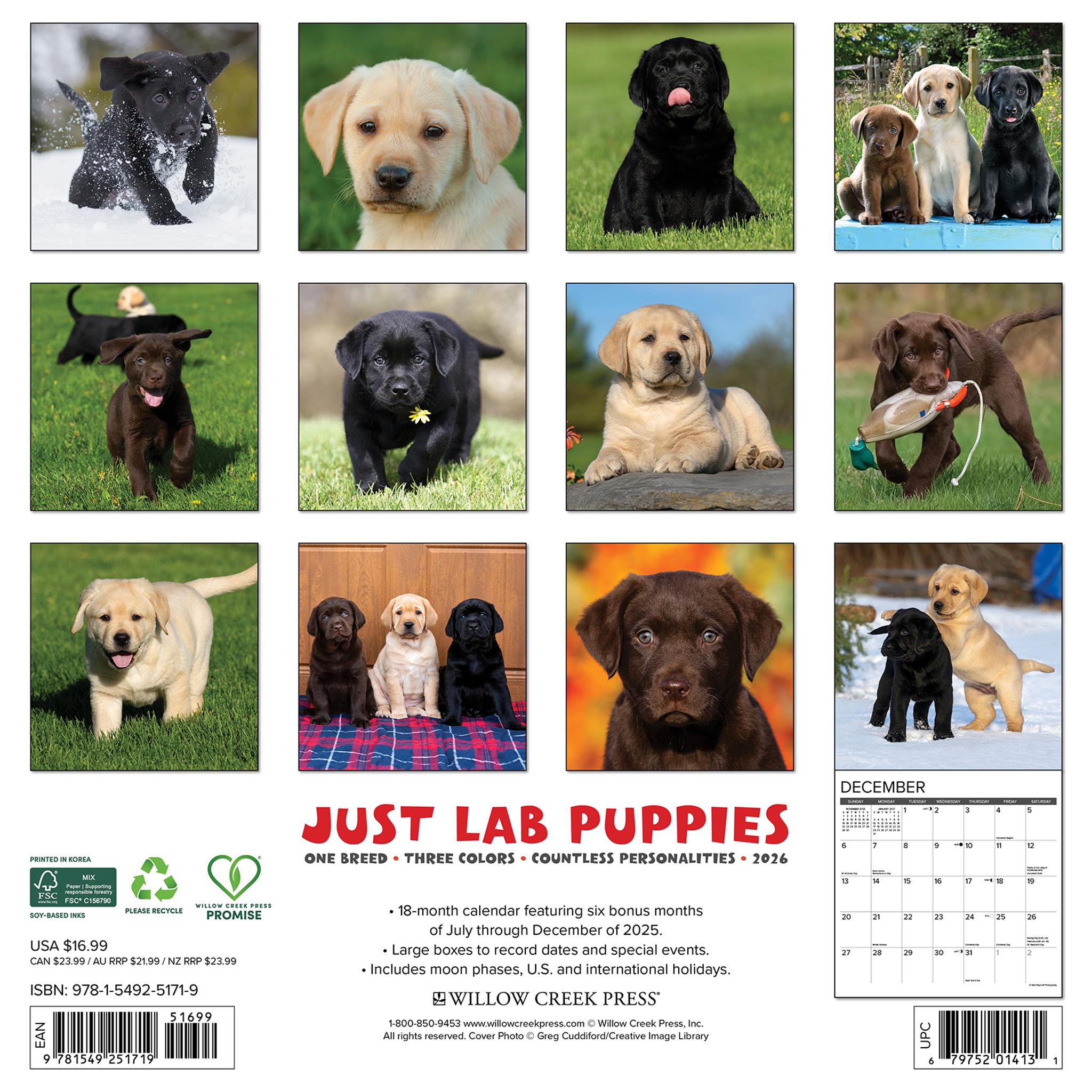 Calendrier mural 2026 « Just Lab Puppies »
