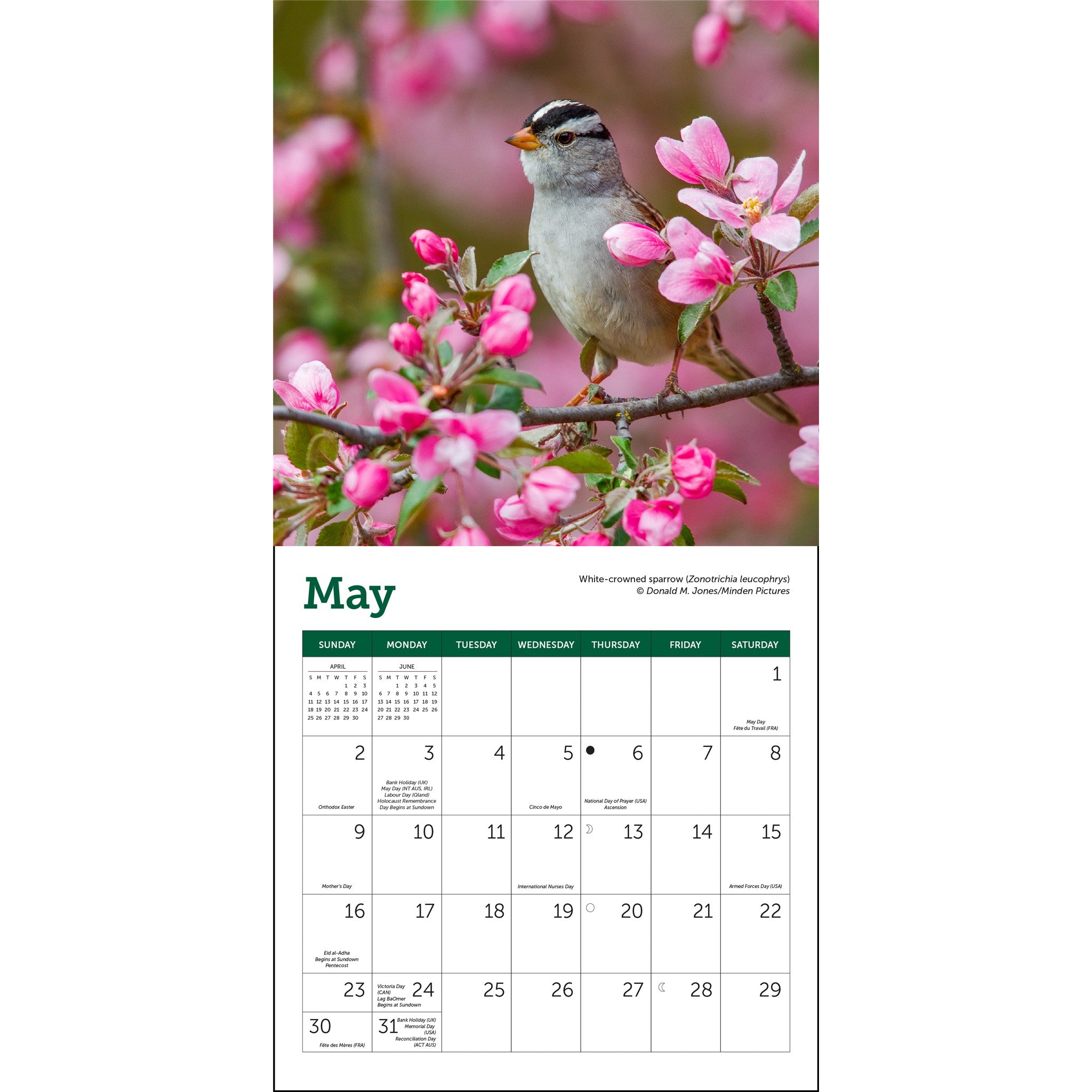 Mini-calendrier 2027 Oiseaux chanteurs