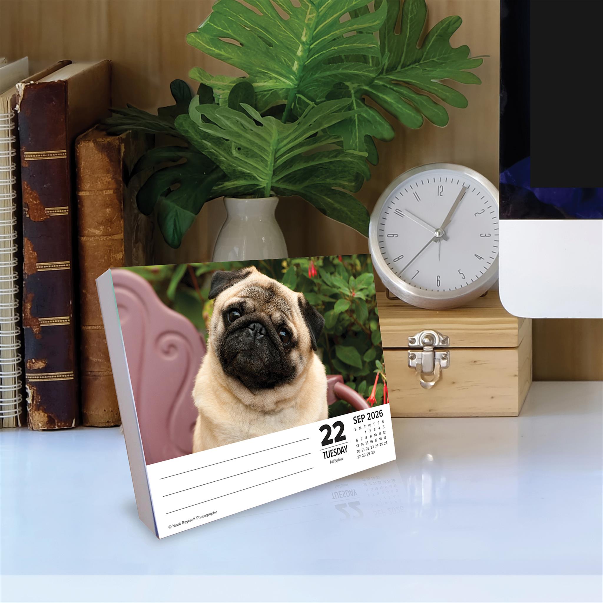 Pugs 2026 Just Box Calendar - Online Only